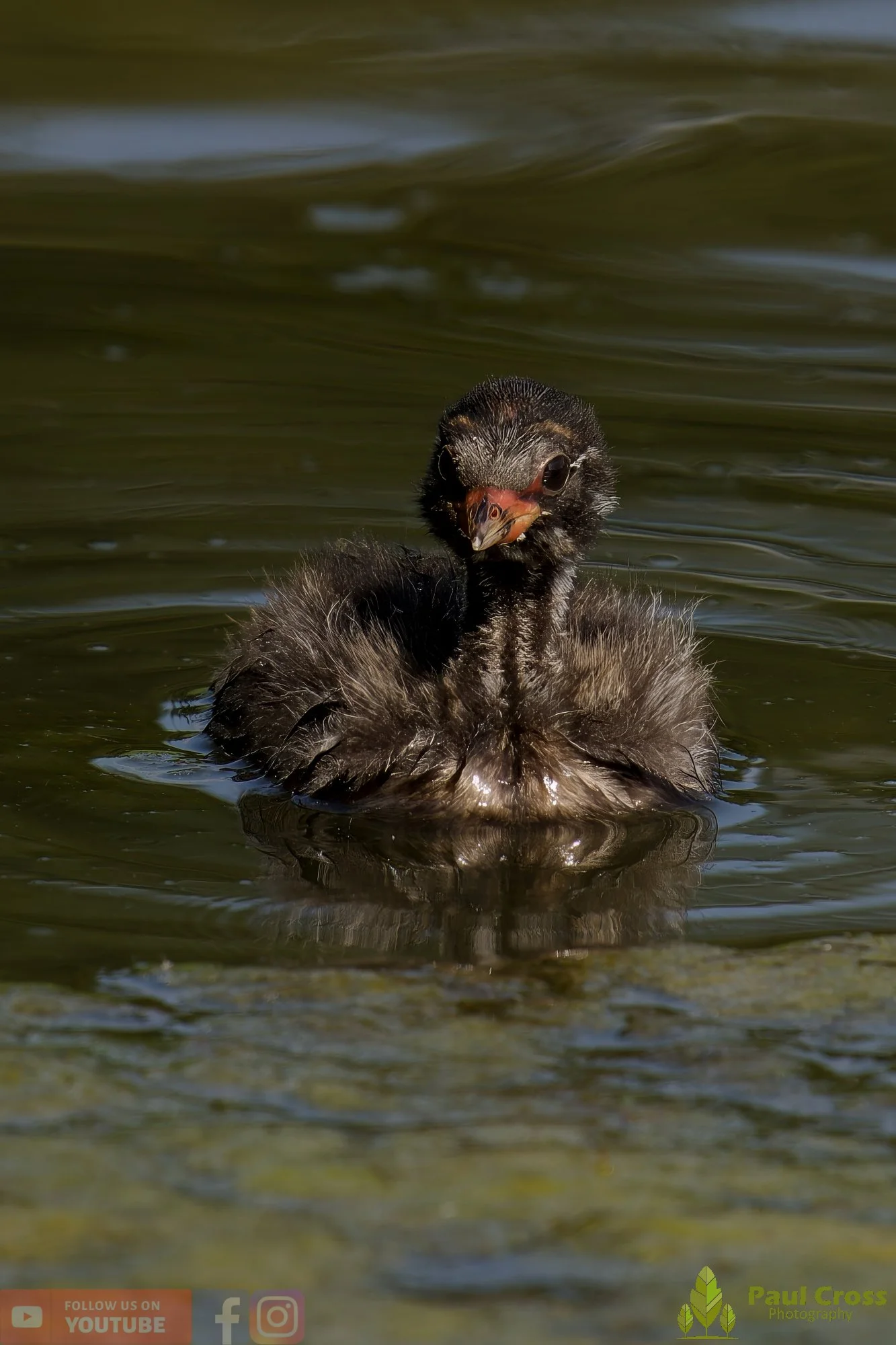 Little Grebe-00251.jpg
