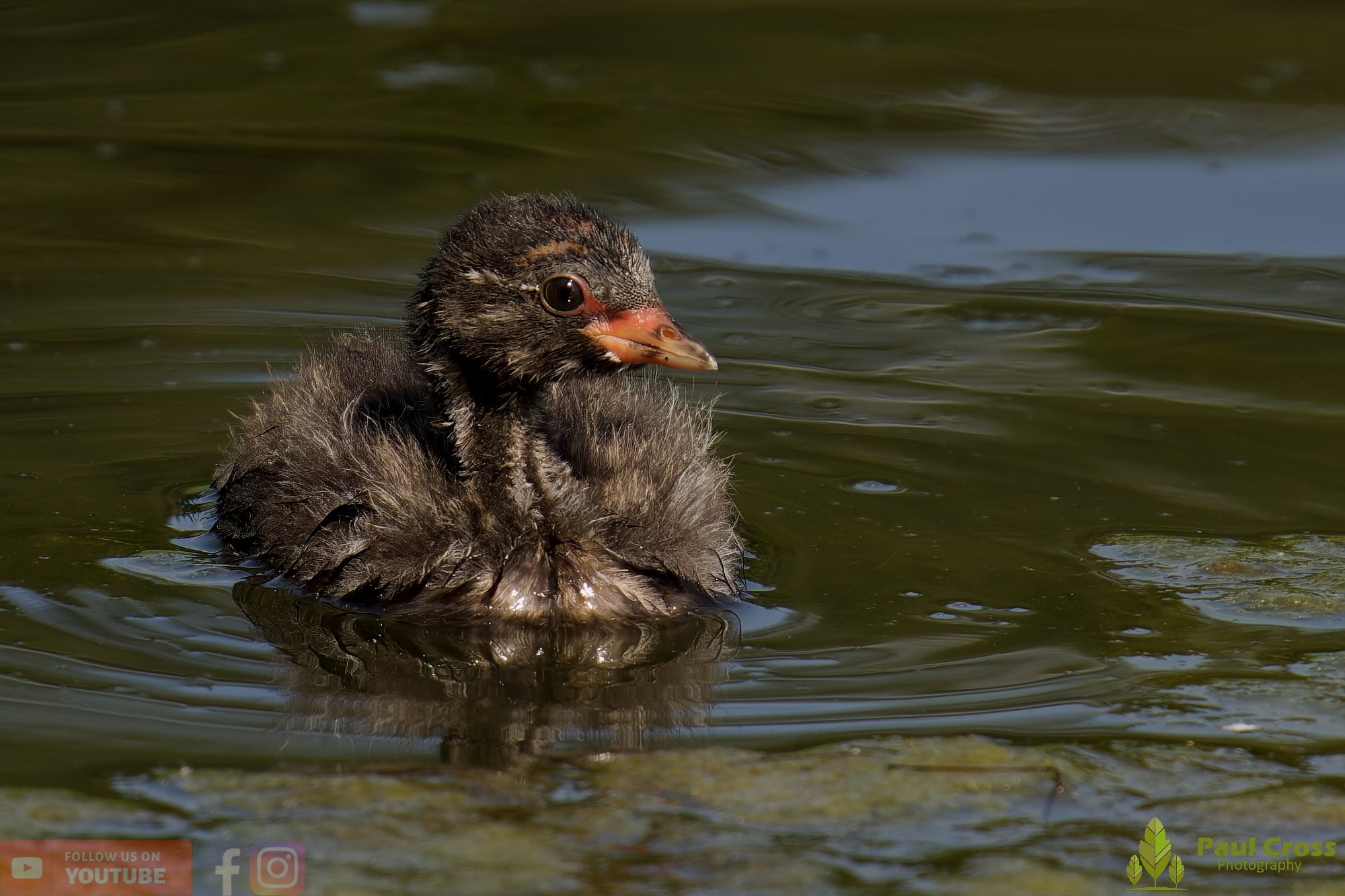 Little Grebe-00252.jpg