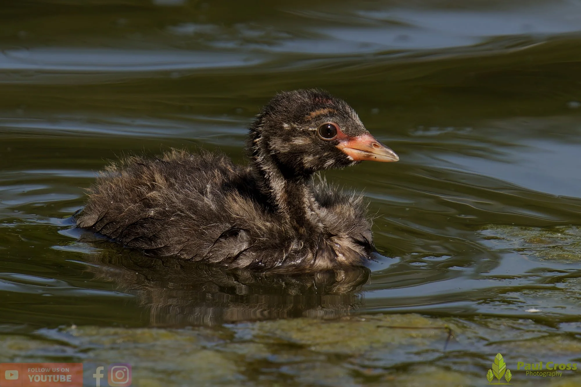 Little Grebe-00253.jpg
