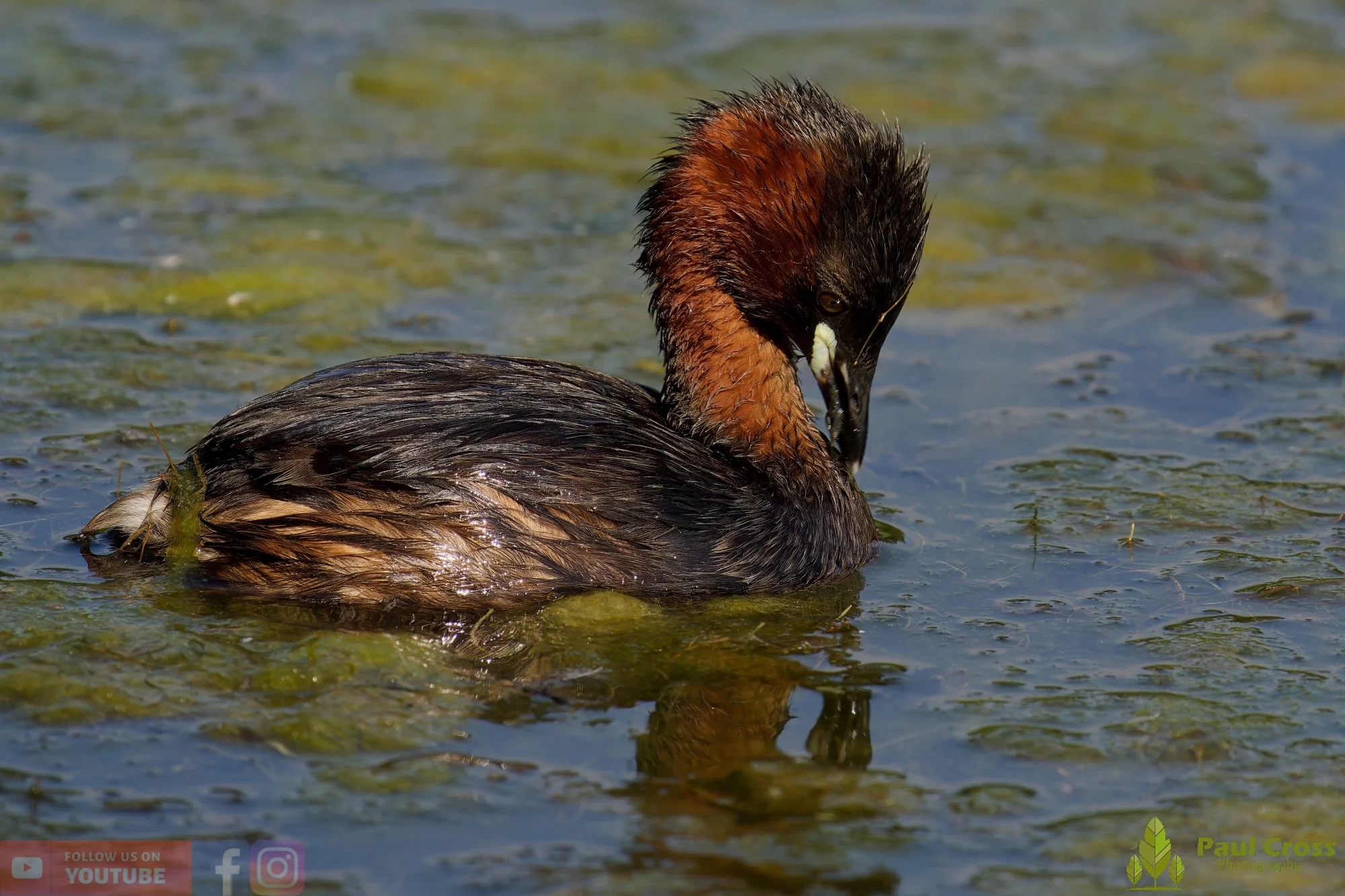 Little Grebe-00254.jpg