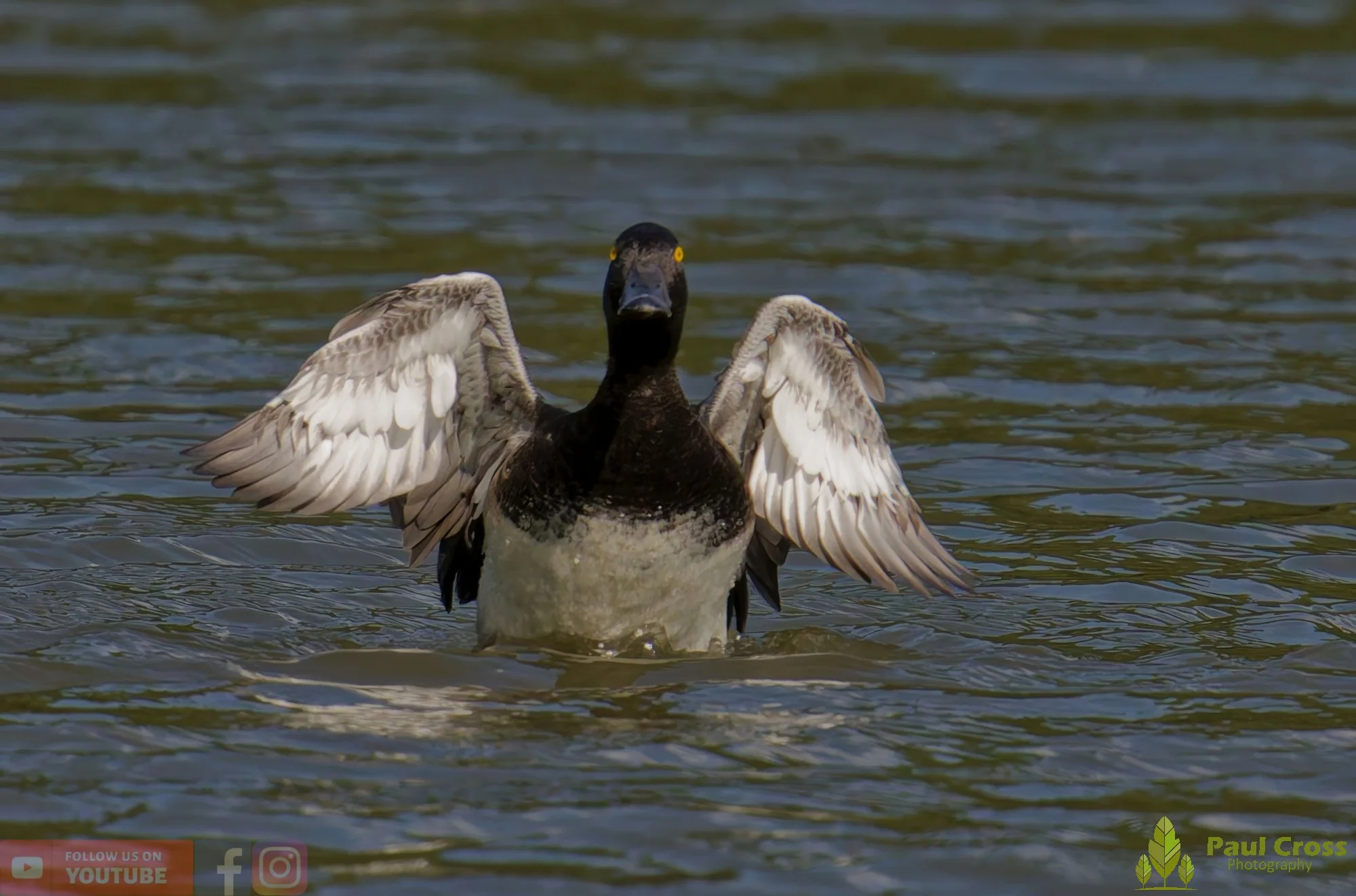Tufted Duck-00192.jpg