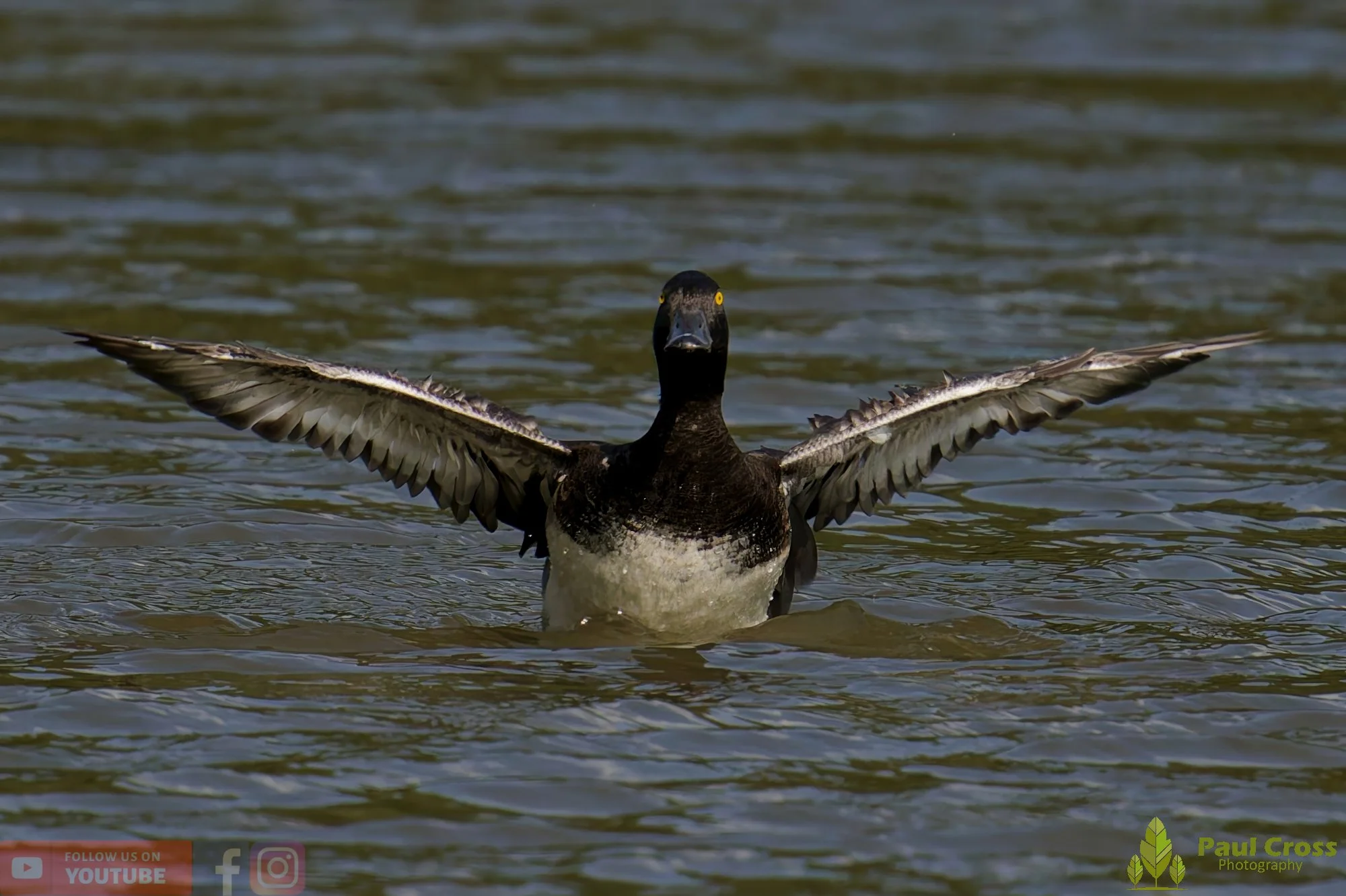 Tufted Duck-00193.jpg
