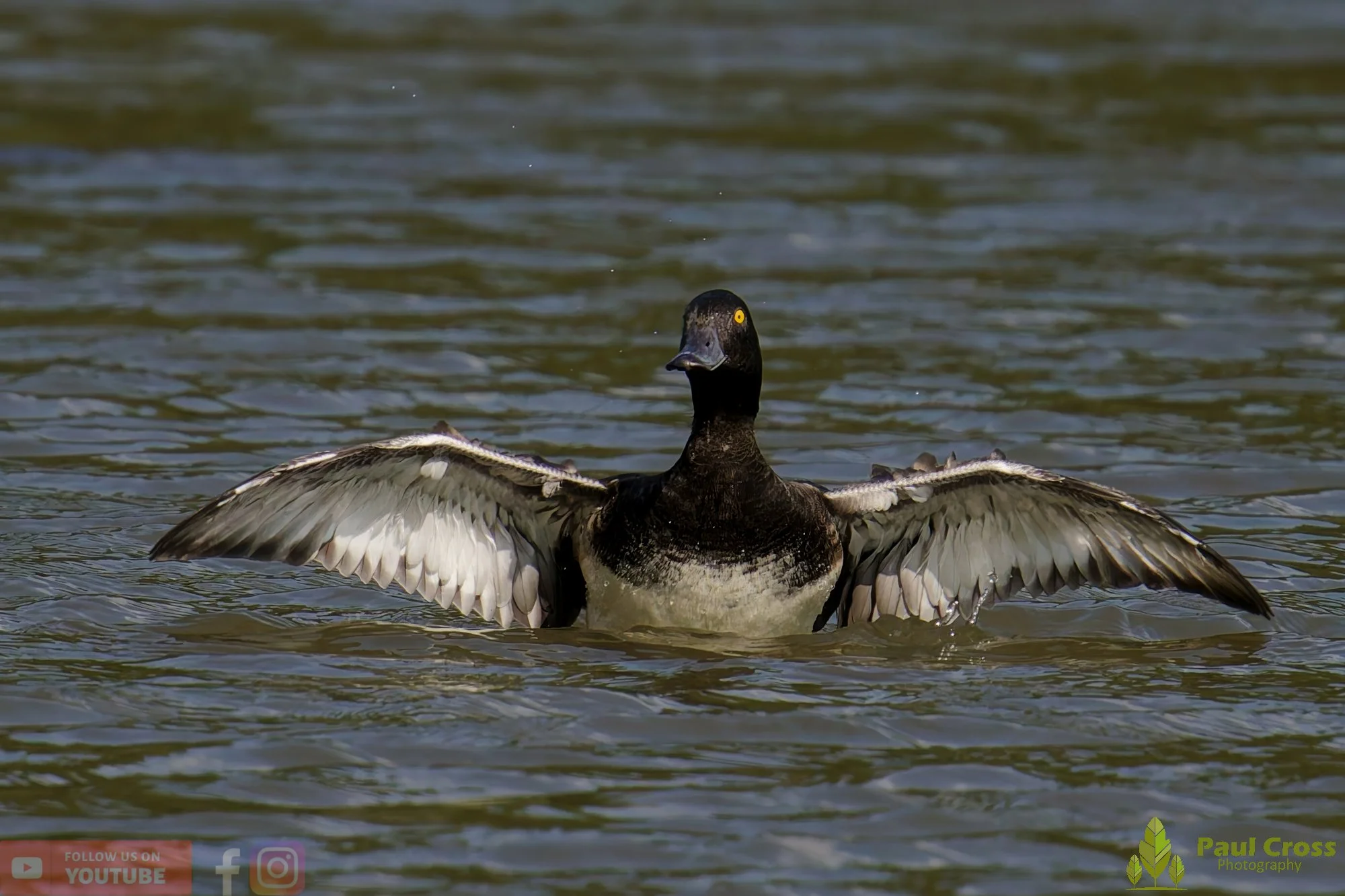 Tufted Duck-00195.jpg