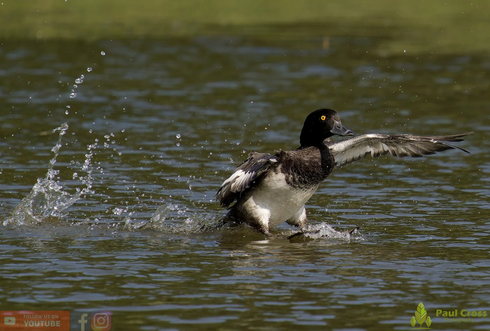 Tufted Duck-00197.jpg