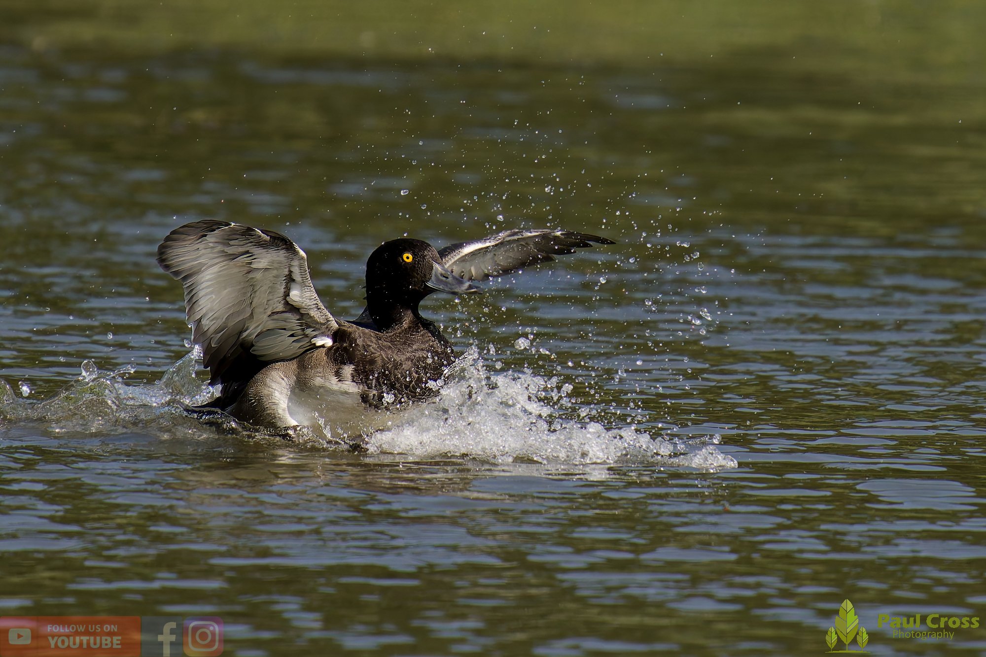 Tufted Duck-00198.jpg