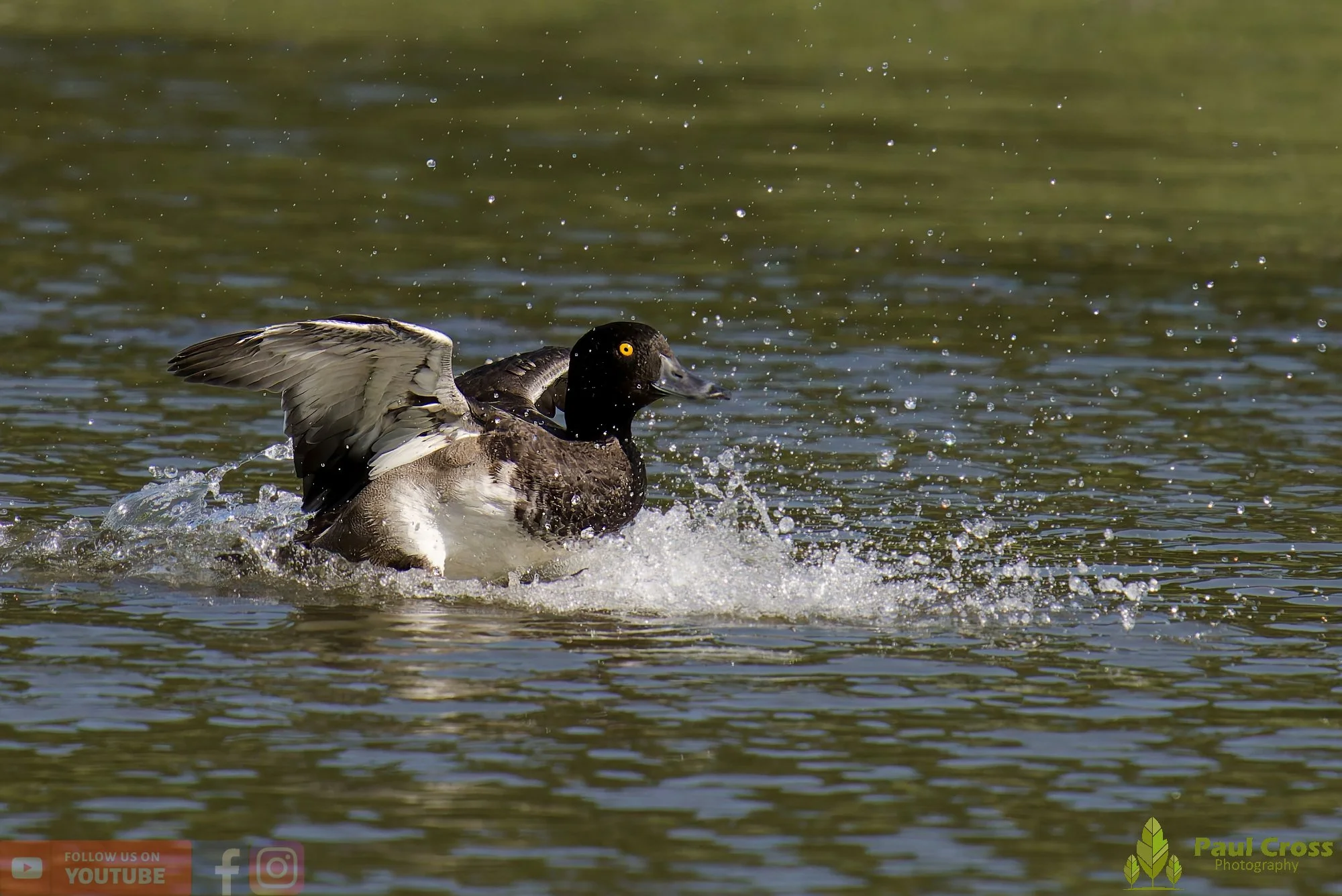 Tufted Duck-00199.jpg