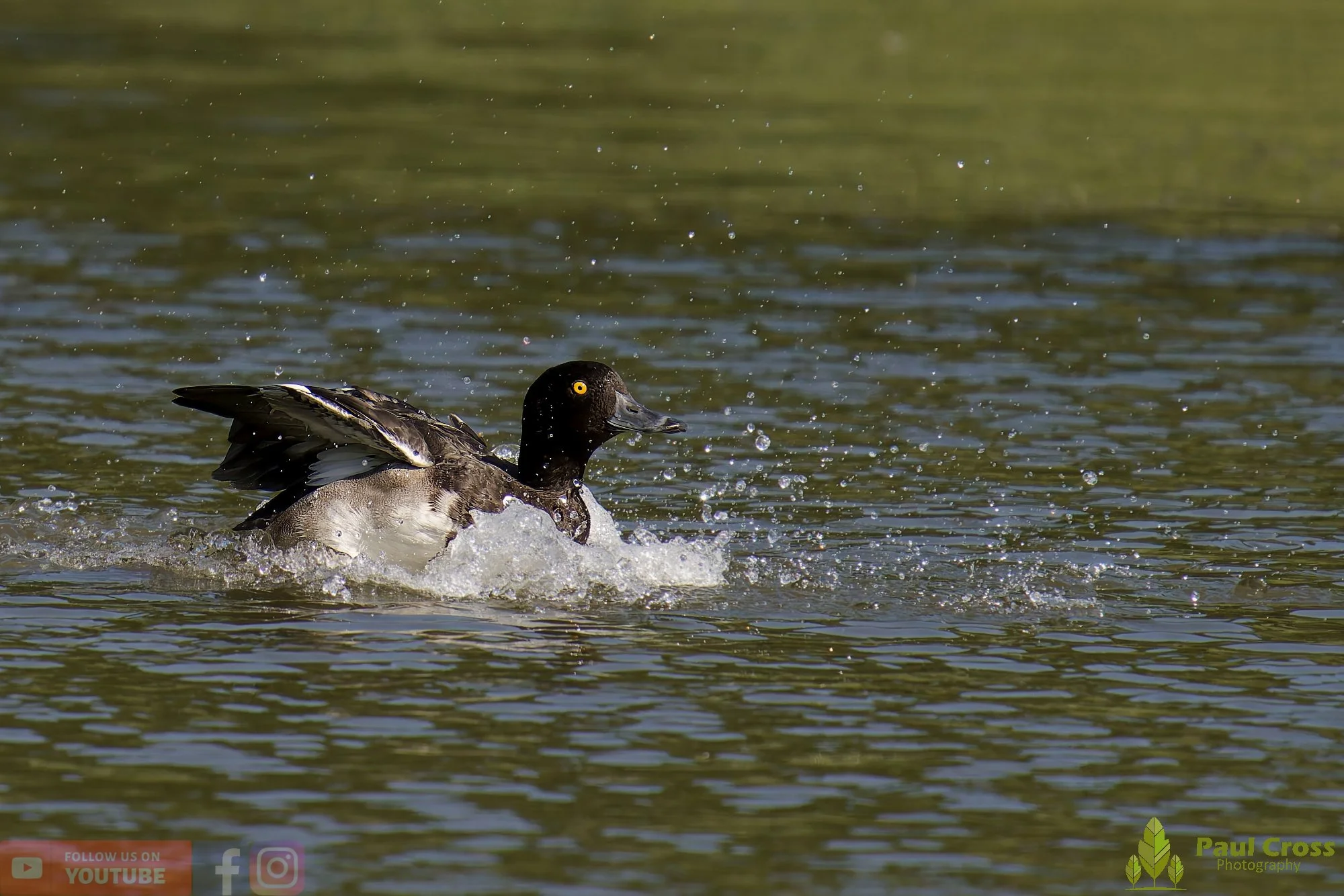 Tufted Duck-00200.jpg