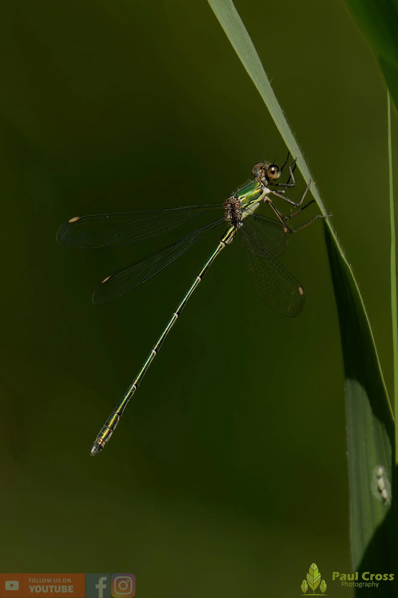 Willow Emerald Damselfly - Chalcolestes Viridis-00031.jpg
