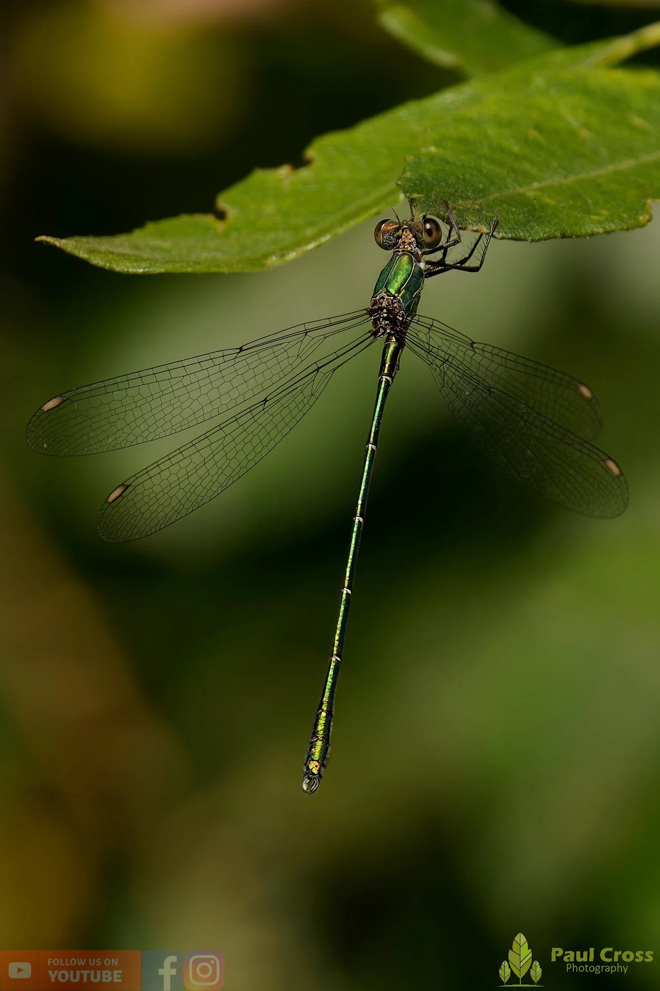 Willow Emerald Damselfly - Chalcolestes Viridis-00033.jpg