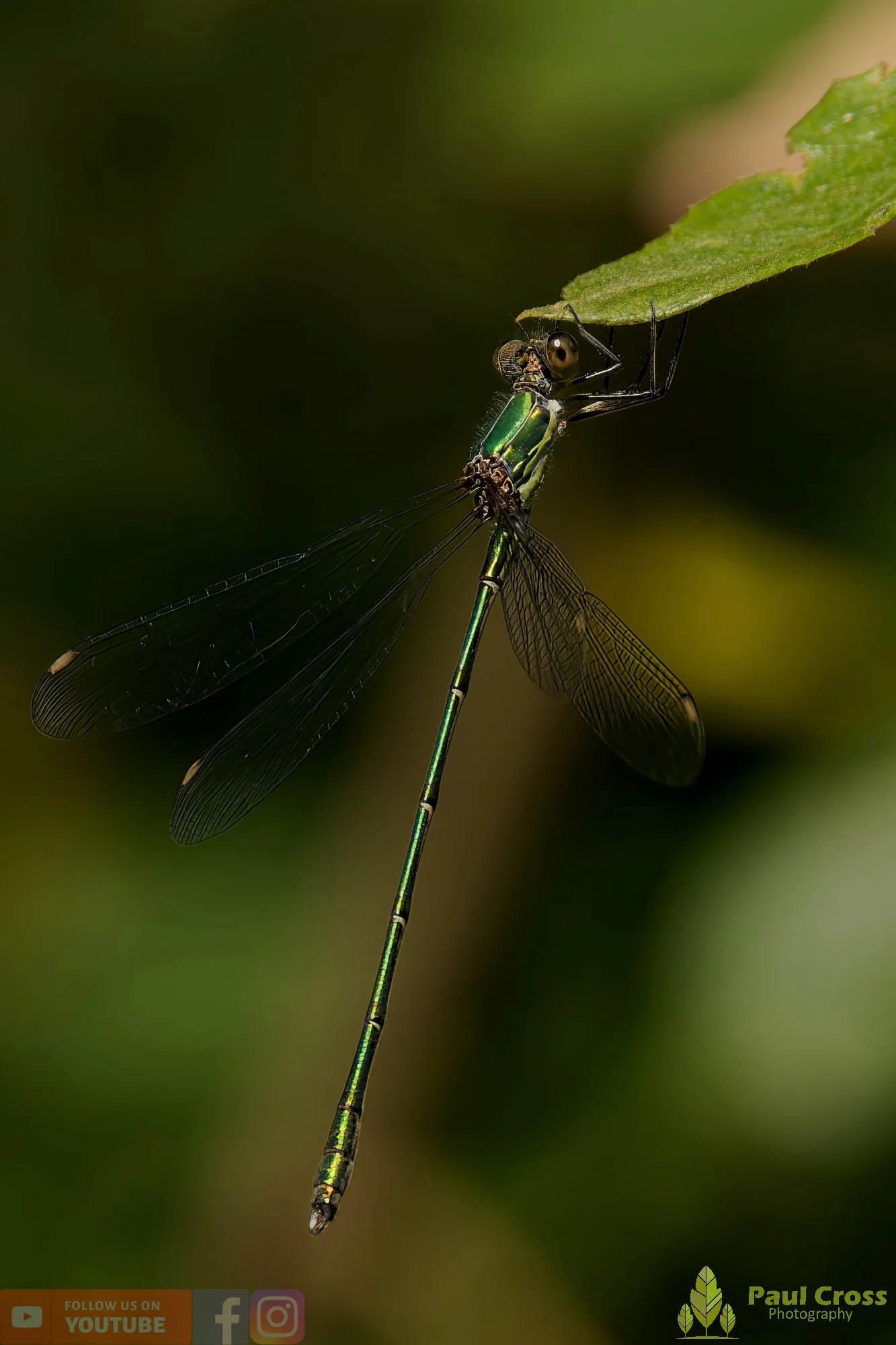 Willow Emerald Damselfly - Chalcolestes Viridis-00034.jpg