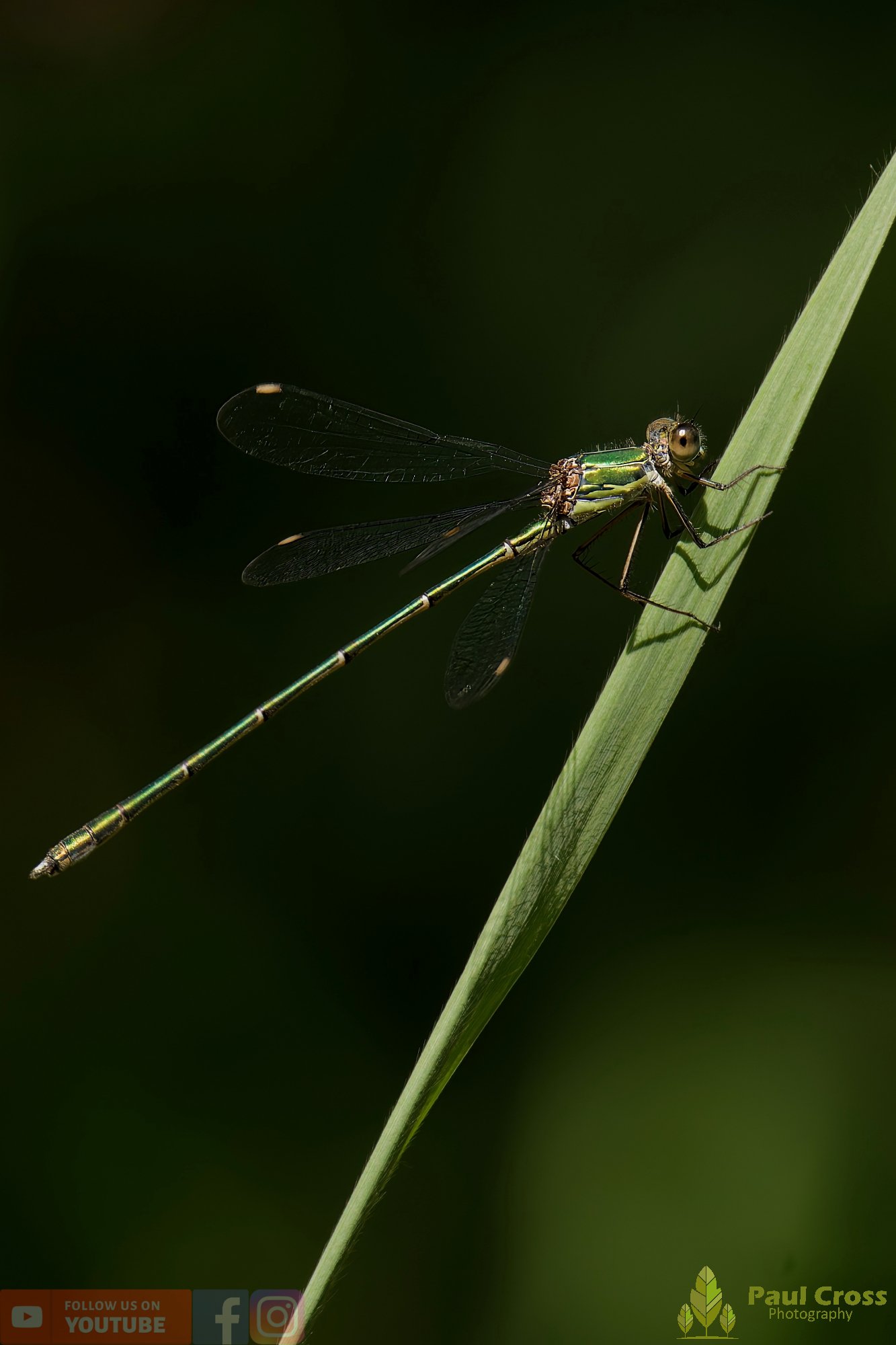 Willow Emerald Damselfly - Chalcolestes Viridis-00036.jpg