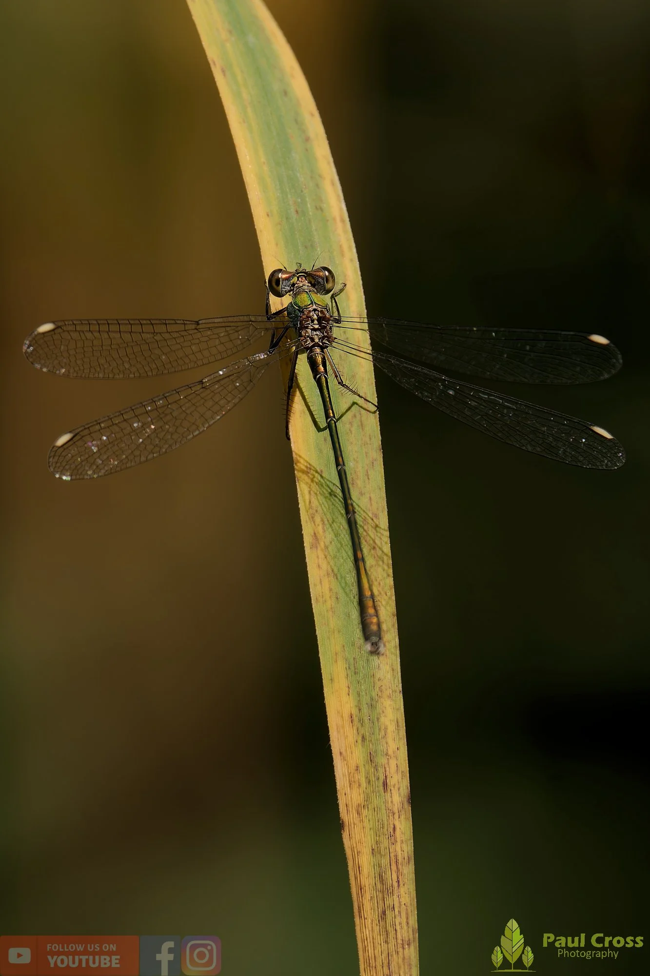 Willow Emerald Damselfly - Chalcolestes Viridis-00037.jpg