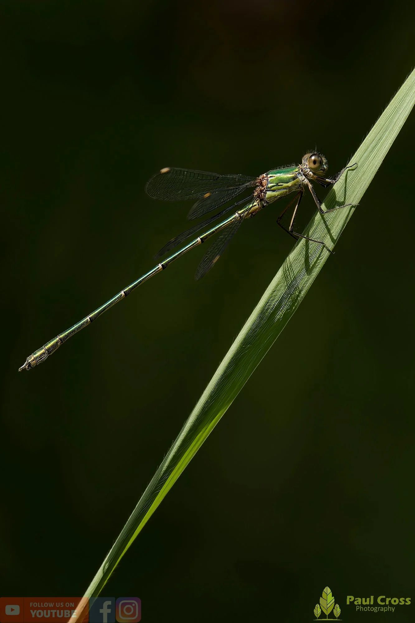 Willow Emerald Damselfly - Chalcolestes Viridis-00043.jpg