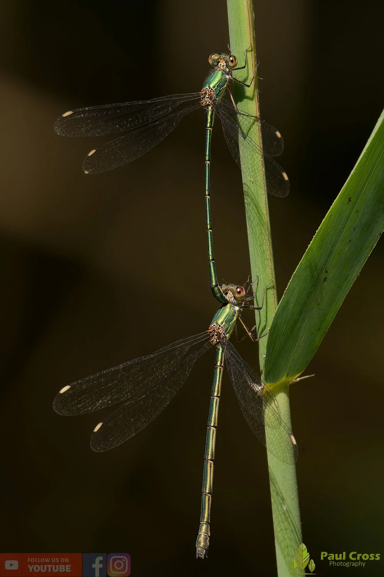Willow Emerald Damselfly - Chalcolestes Viridis-00041.jpg