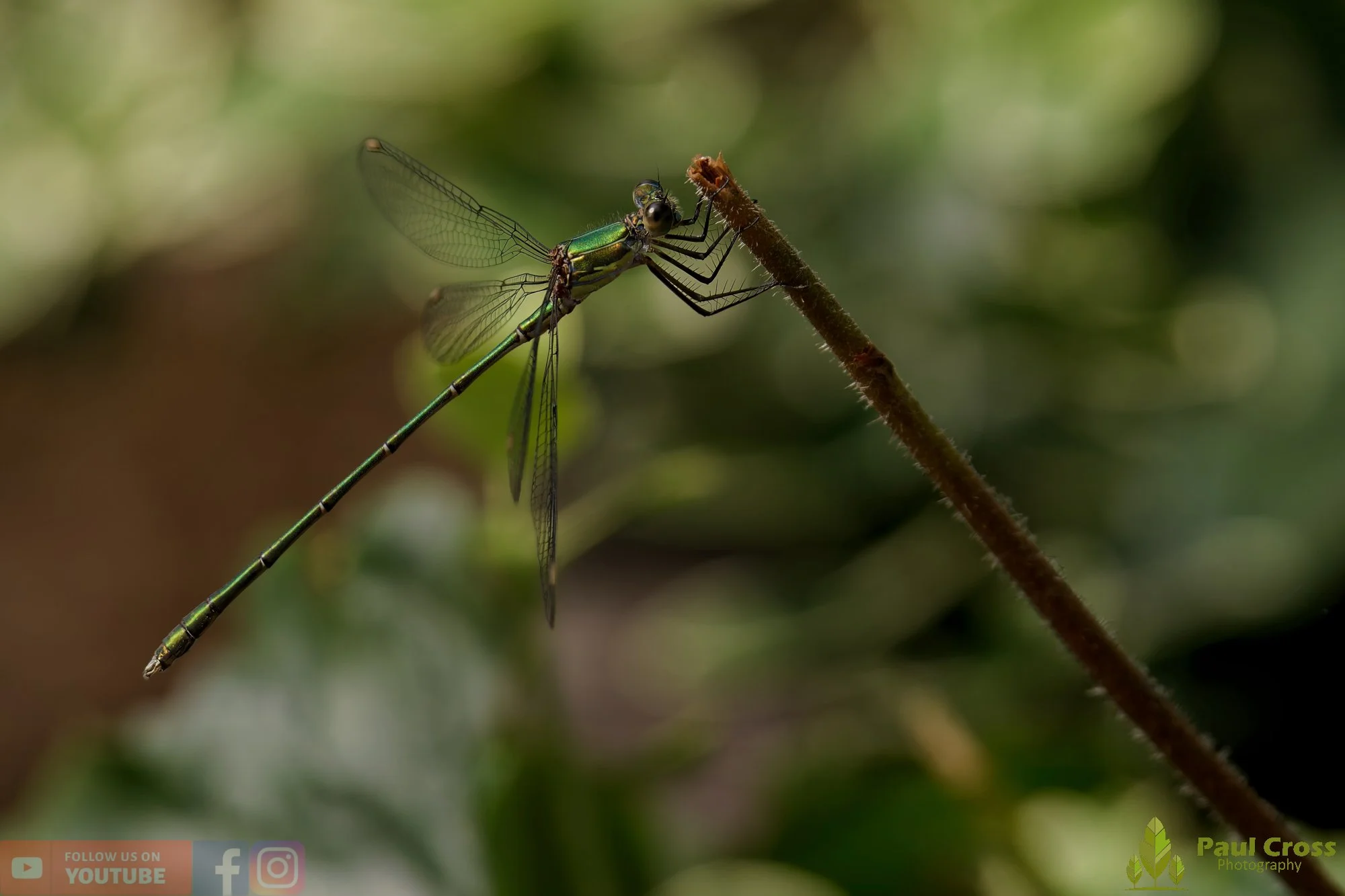Willow Emerald Damselfly - Chalcolestes Viridis-00047.jpg