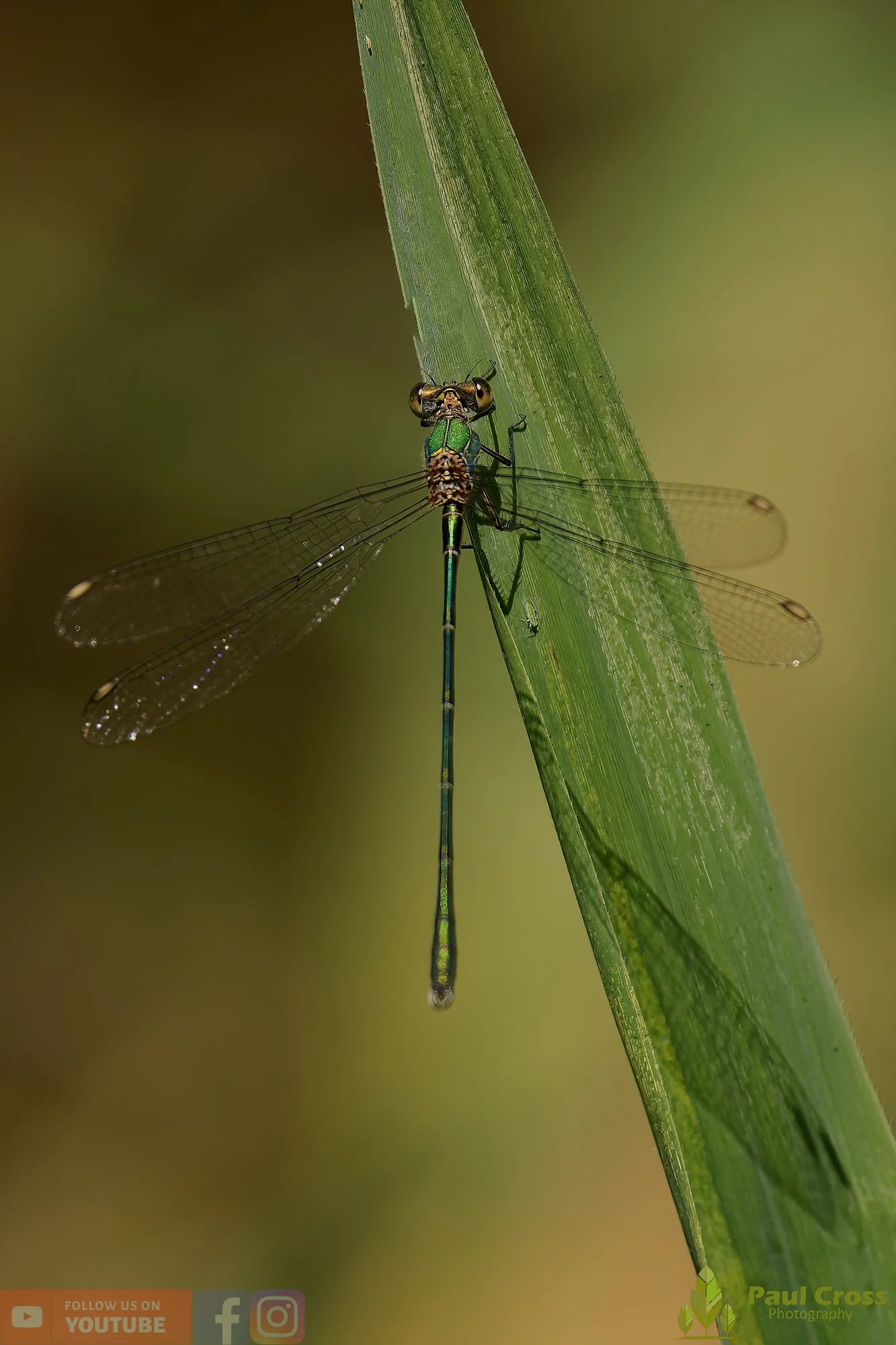 Willow Emerald Damselfly - Chalcolestes Viridis-00045.jpg