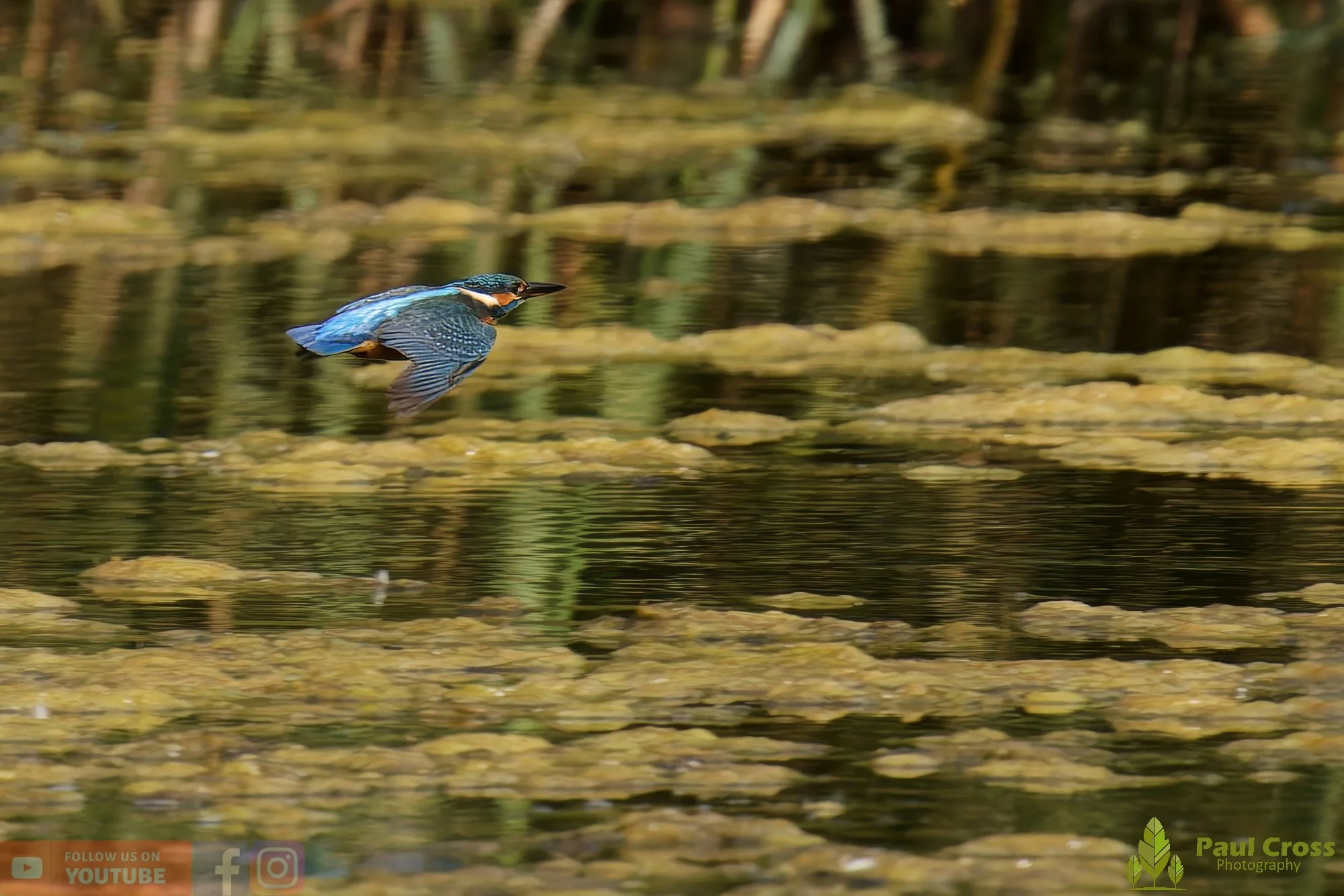 Kingfisher-00447.jpg