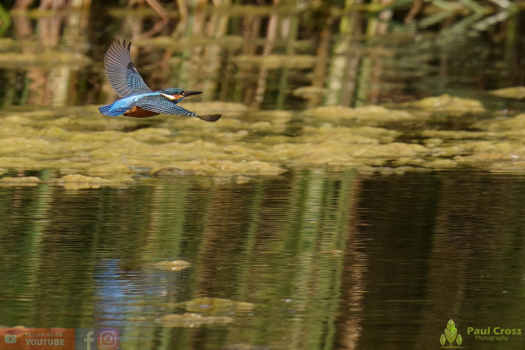Kingfisher-00449.jpg