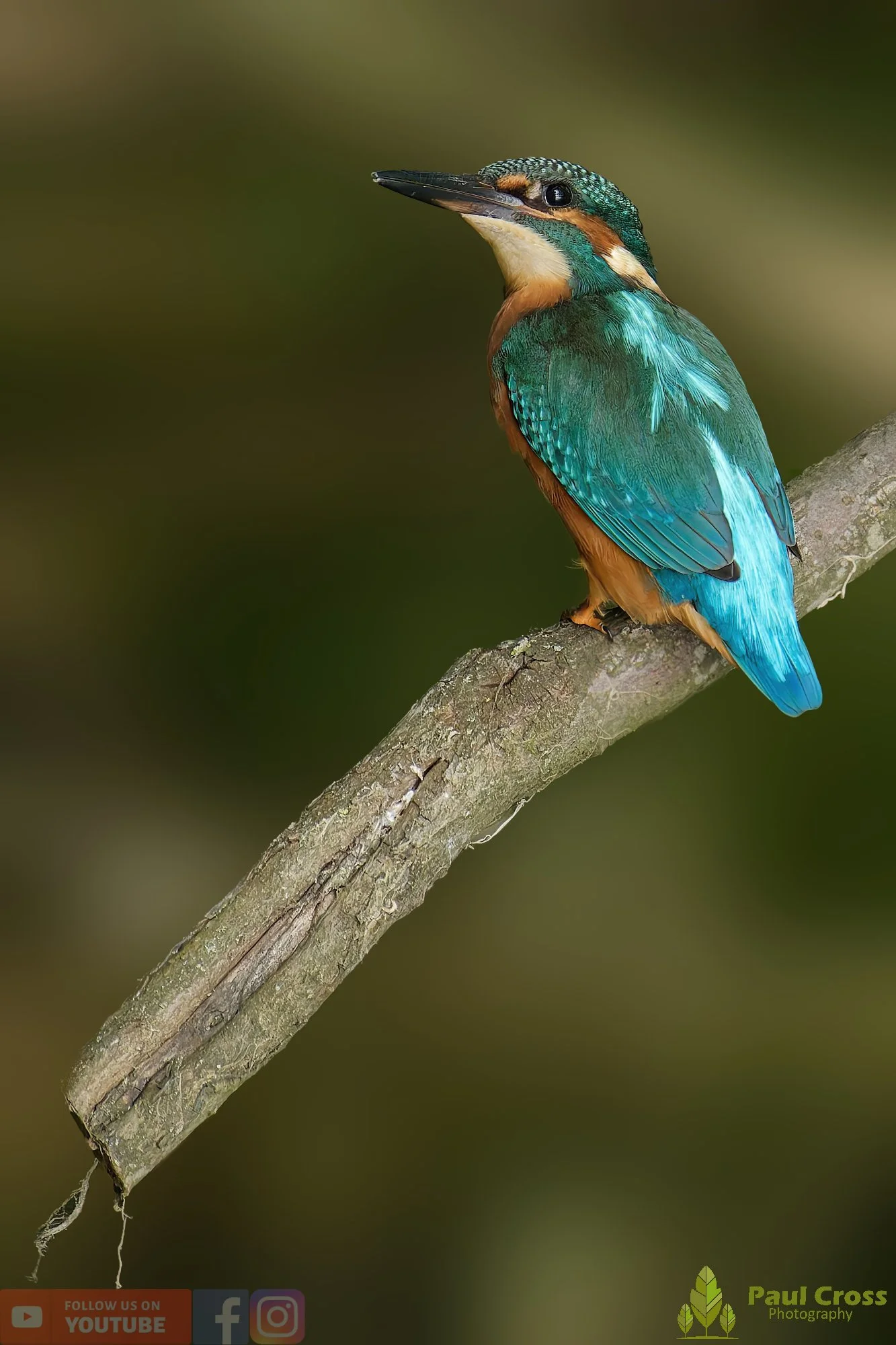 Kingfisher-00451.jpg