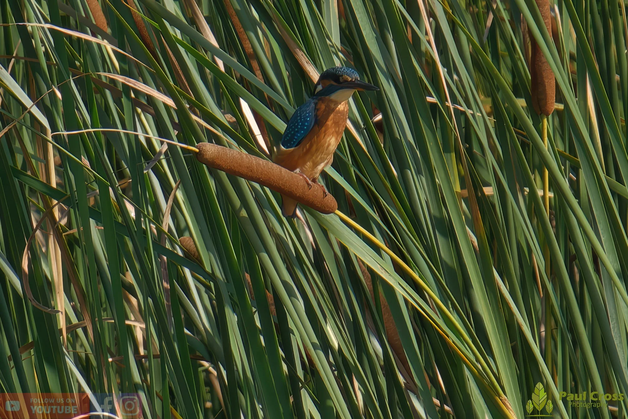 Kingfisher-00452.jpg