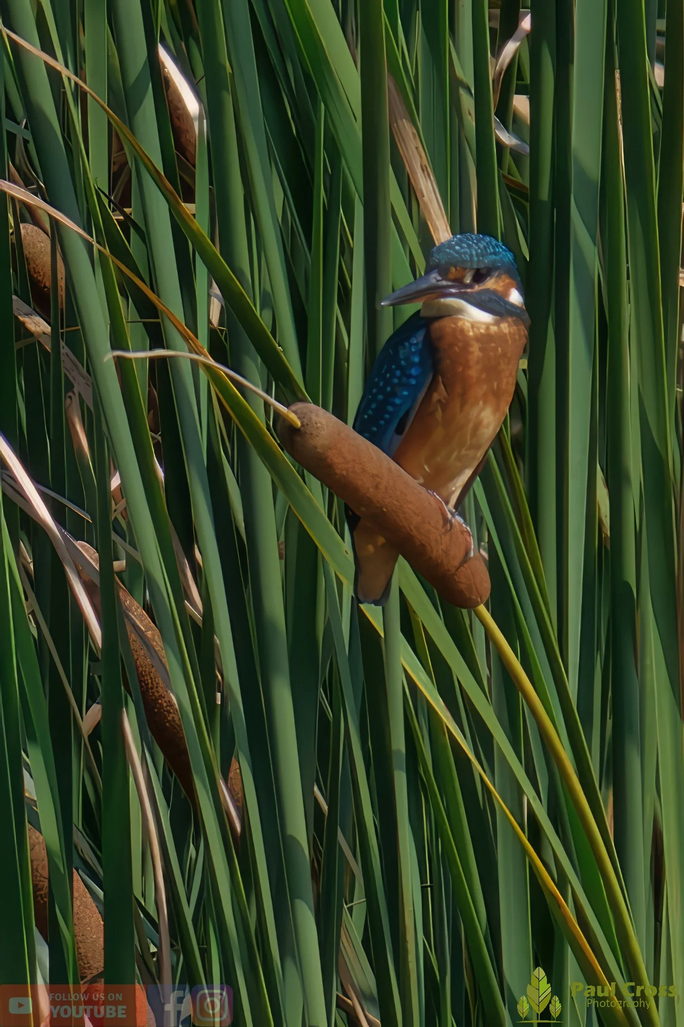 Kingfisher-00453.jpg