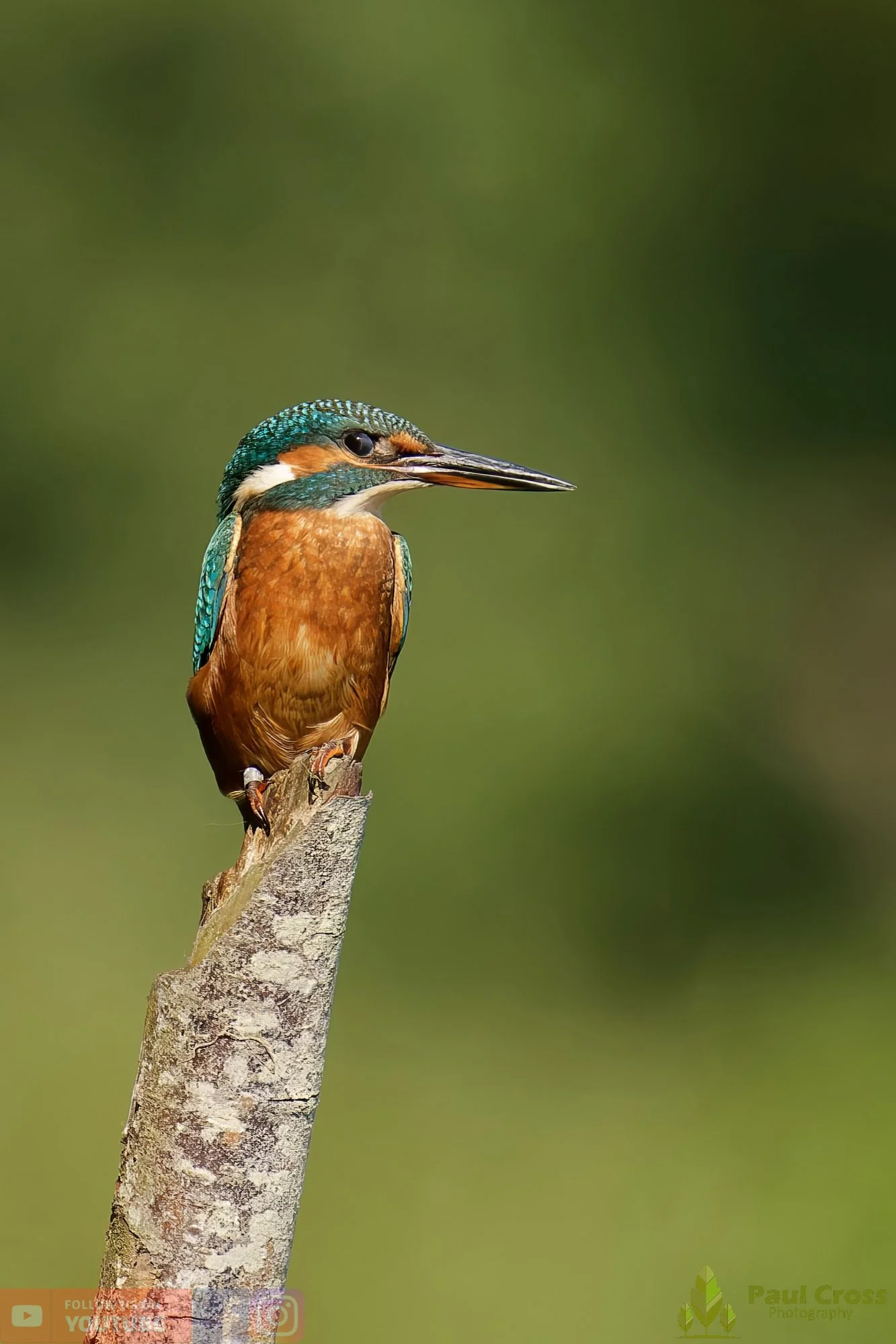 Kingfisher-00454.jpg
