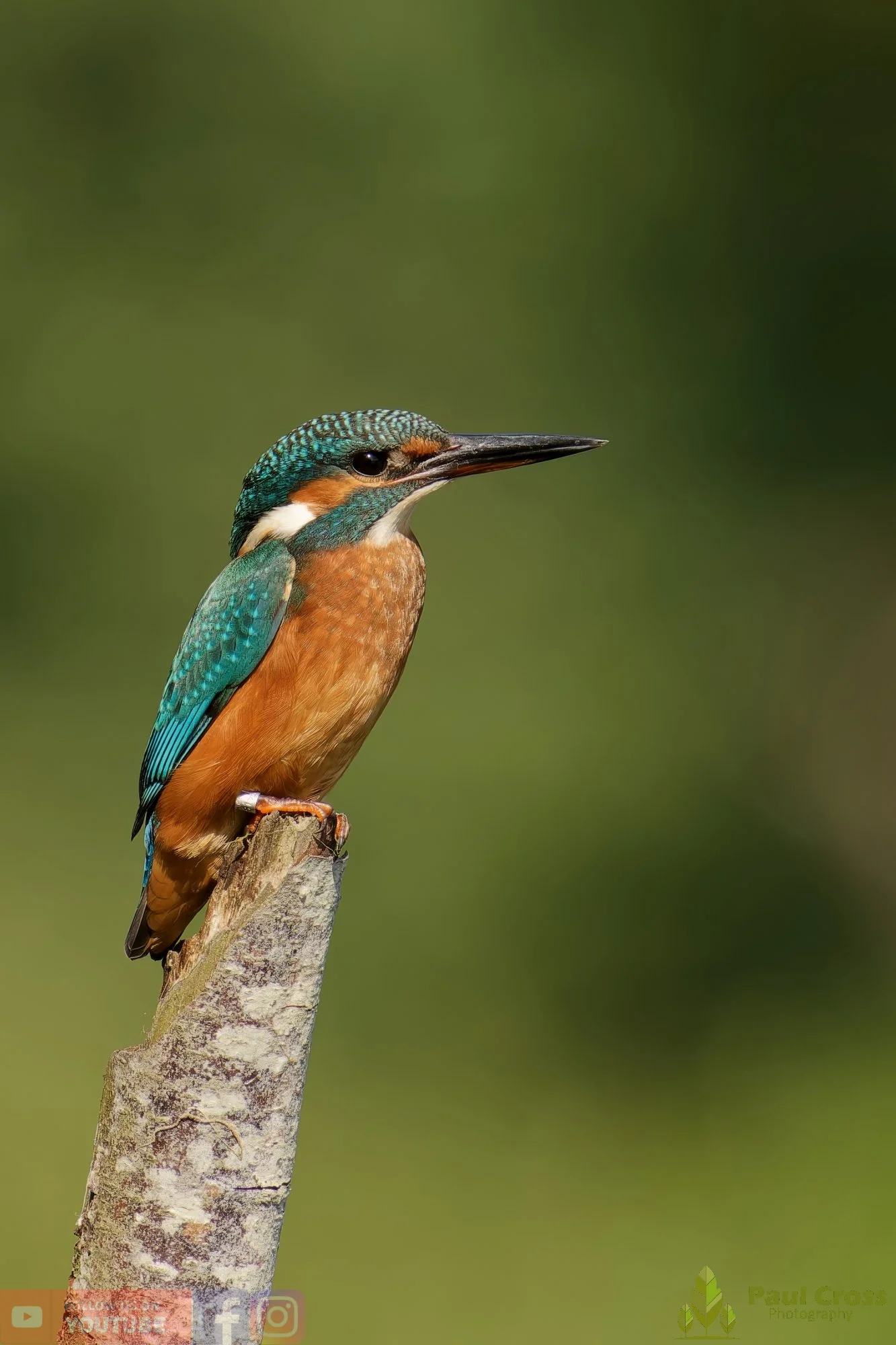 Kingfisher-00455.jpg