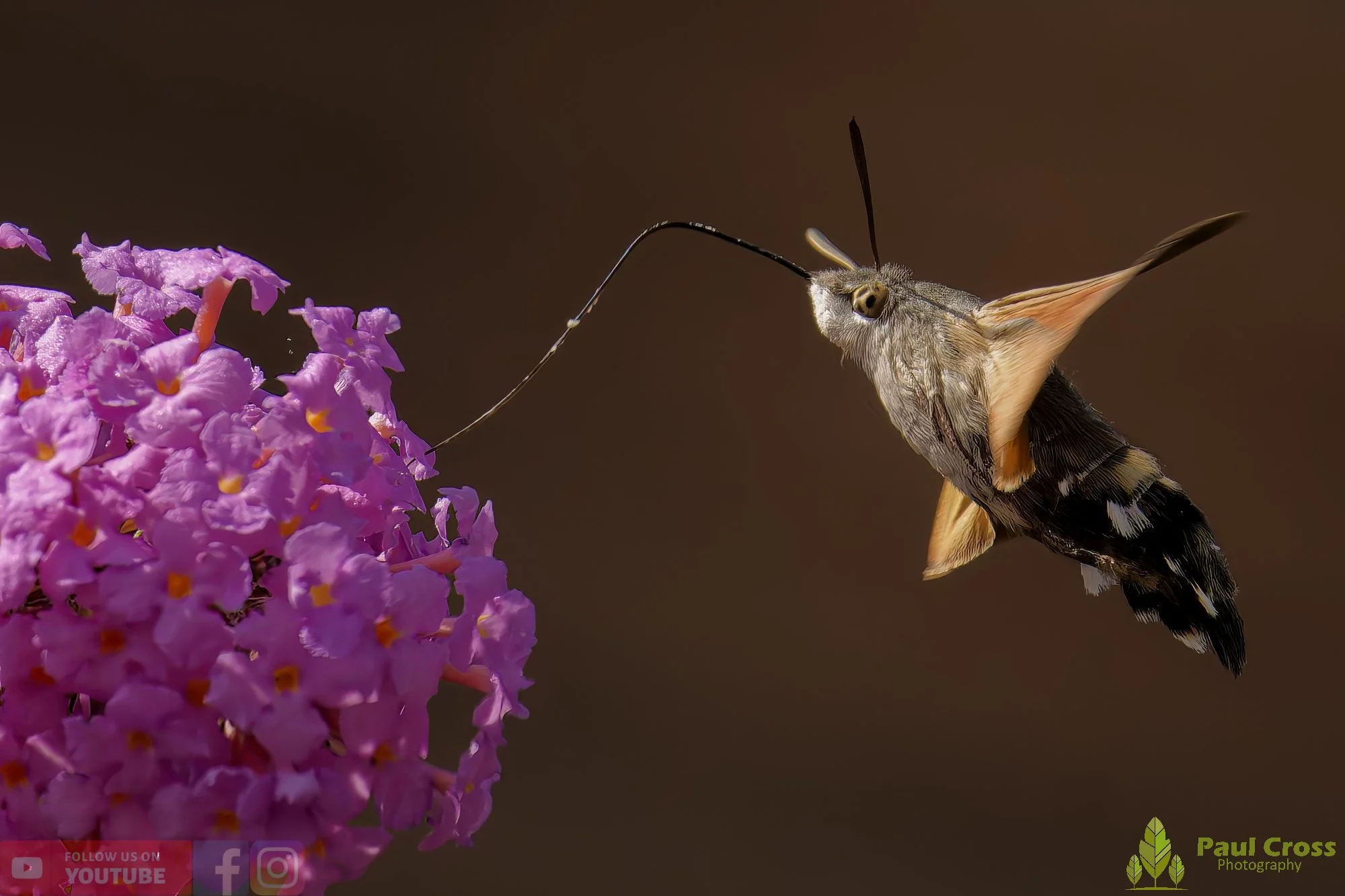 Hummingbird Hawk-Moth-00032.jpg