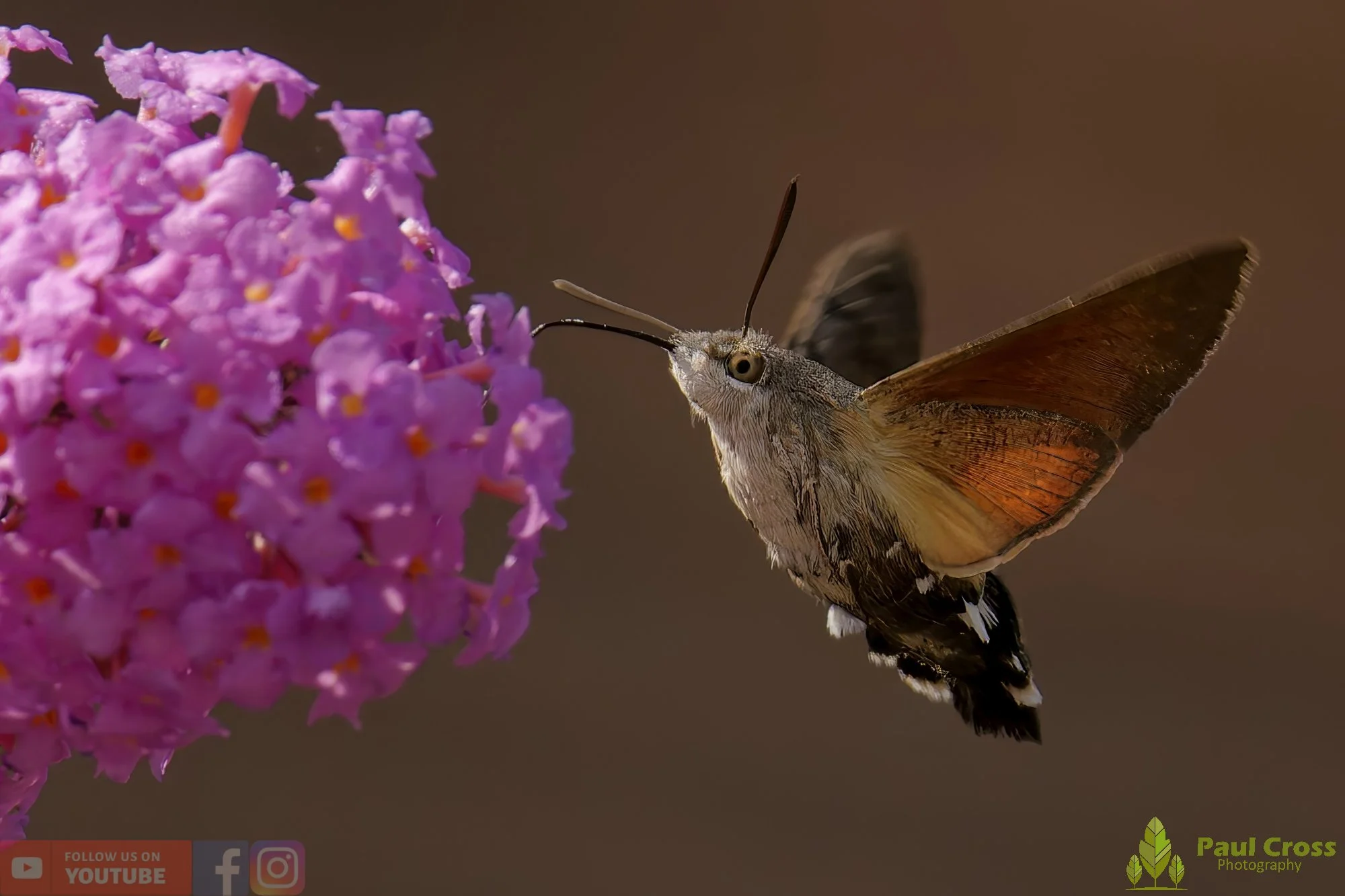 Hummingbird Hawk-Moth-00037.jpg