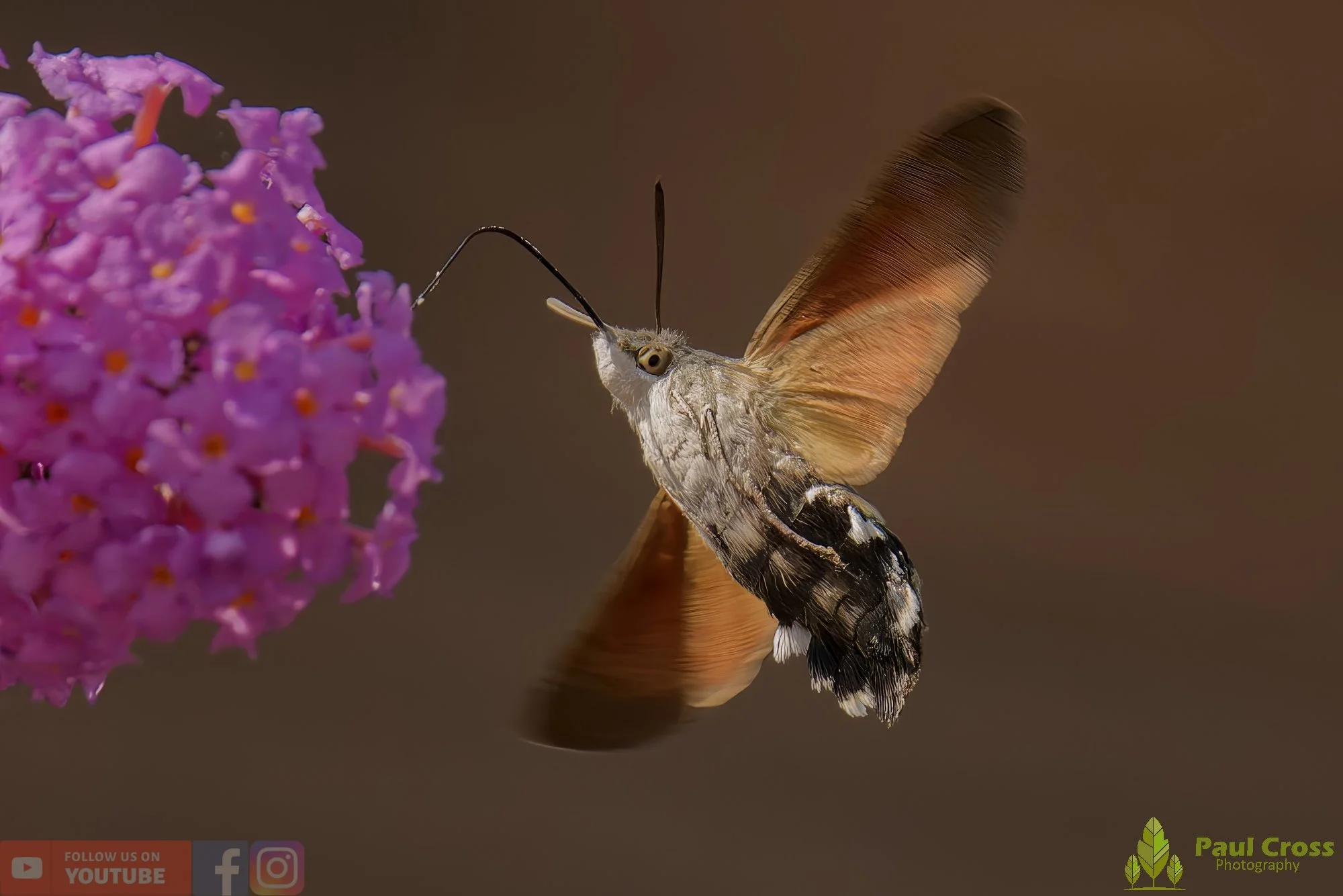 Hummingbird Hawk-Moth-00041.jpg