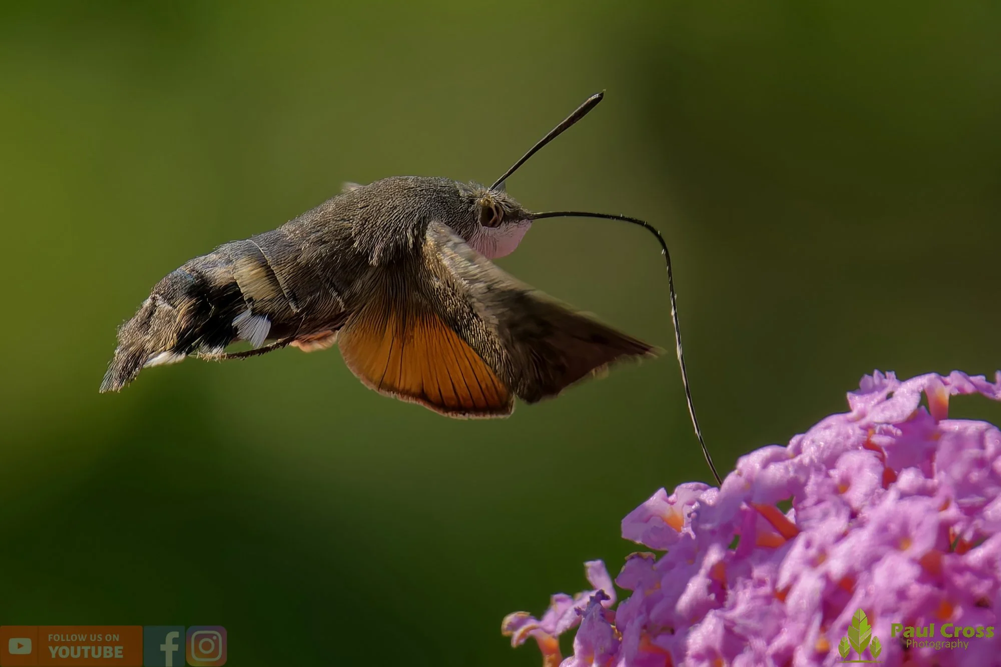 Hummingbird Hawk-Moth-00043.jpg