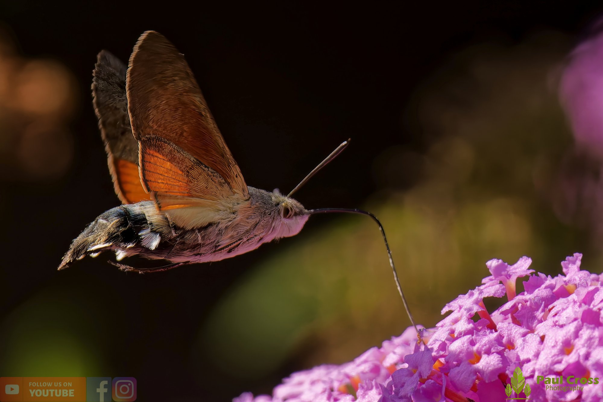 Hummingbird Hawk-Moth-00046.jpg