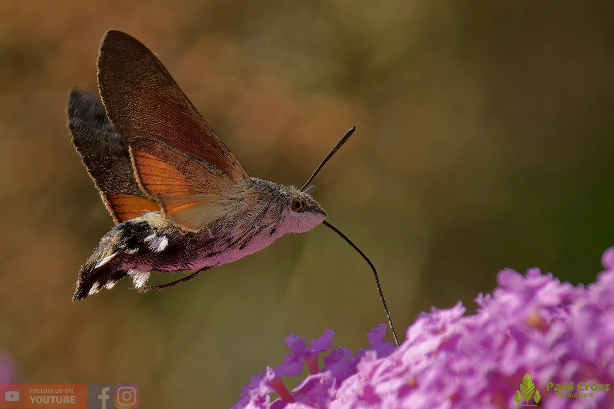 Hummingbird Hawk-Moth-00049.jpg