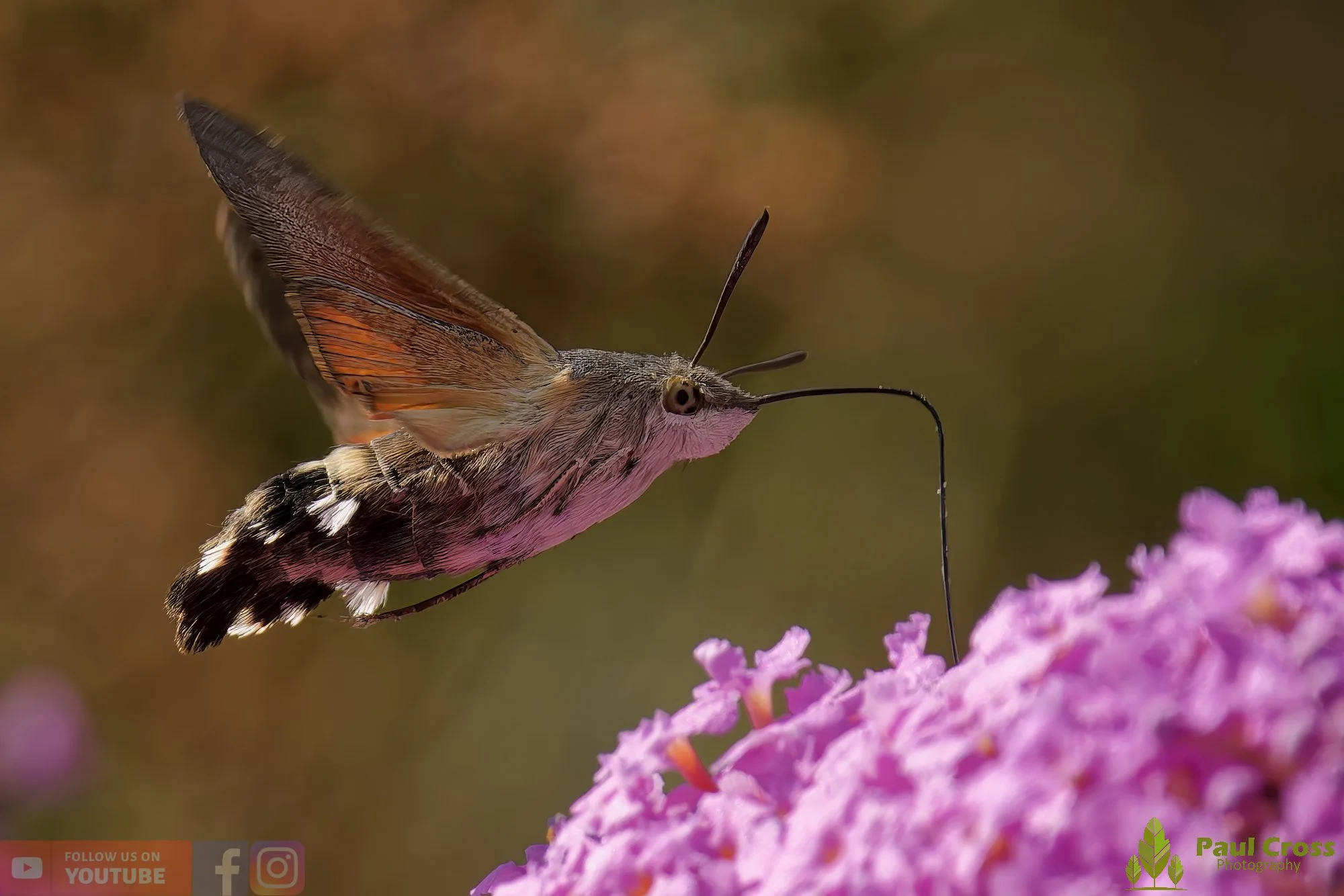 Hummingbird Hawk-Moth-00050.jpg