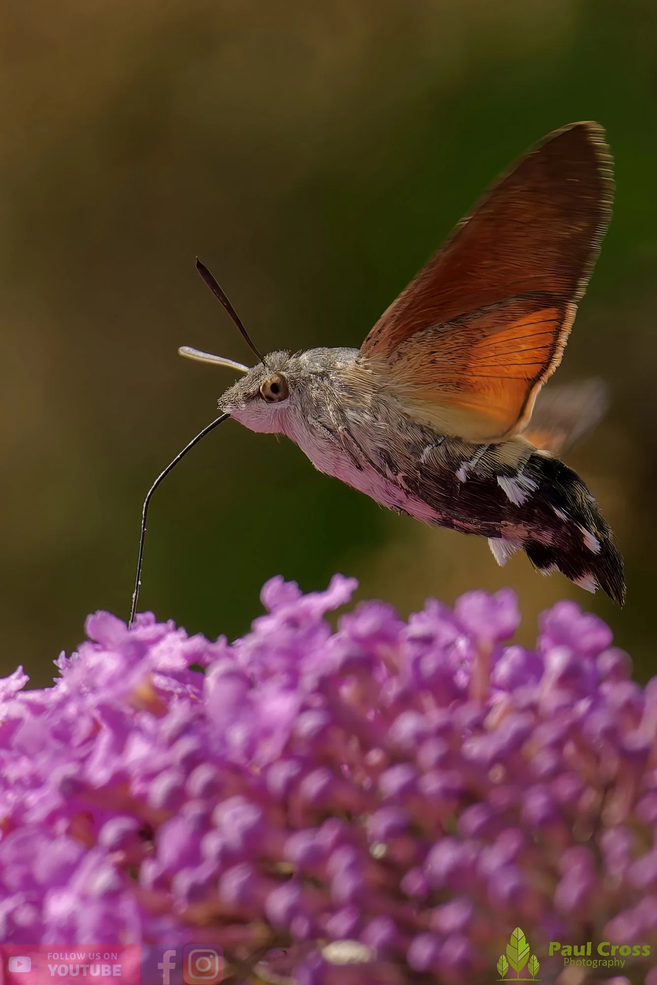 Hummingbird Hawk-Moth-00051.jpg