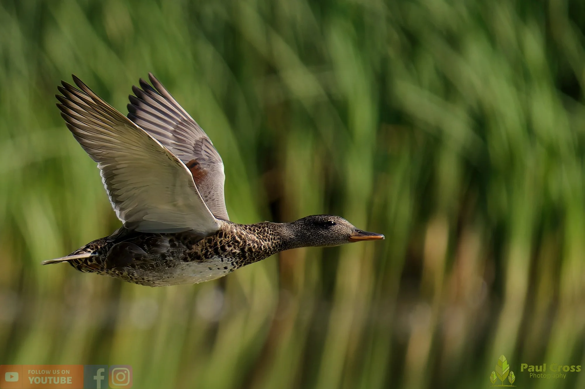 Gadwall-00234.jpg