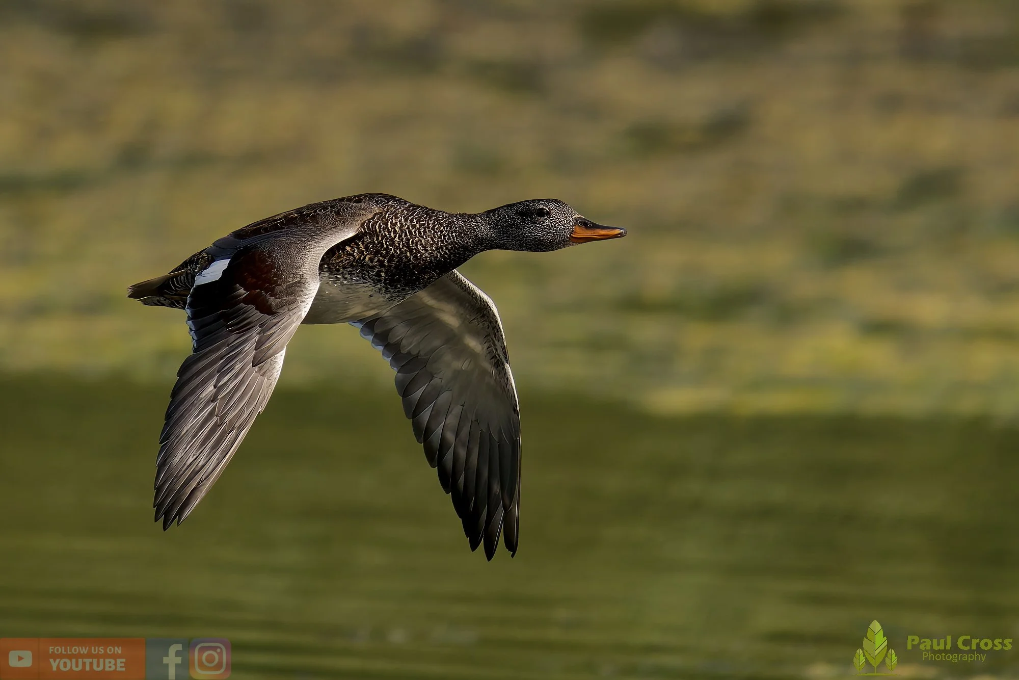 Gadwall-00236.jpg