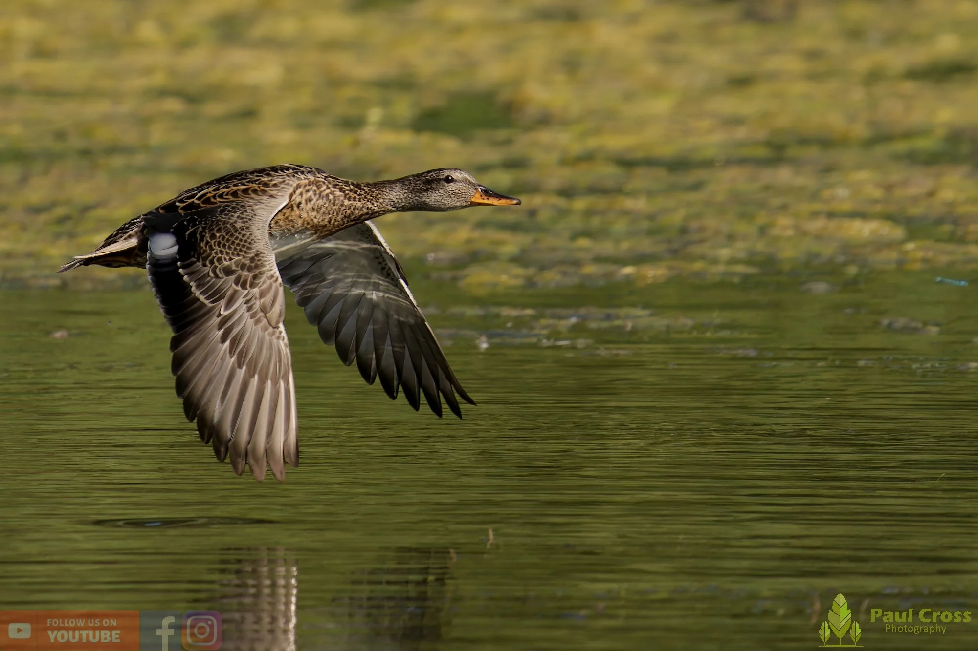 Gadwall-00238.jpg
