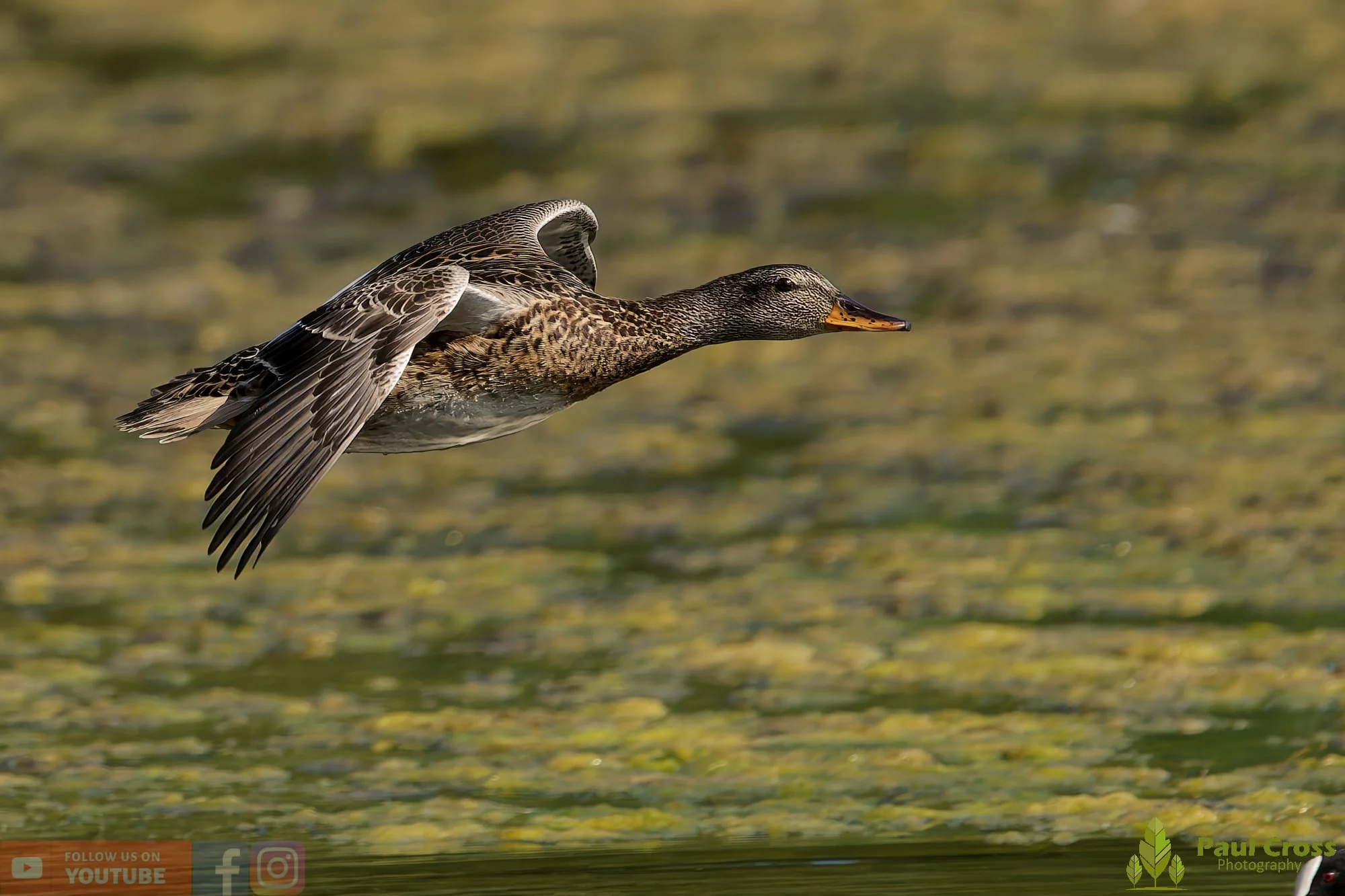 Gadwall-00239.jpg