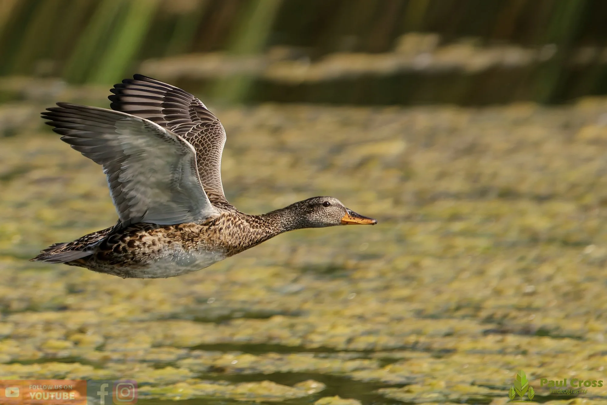 Gadwall-00240.jpg