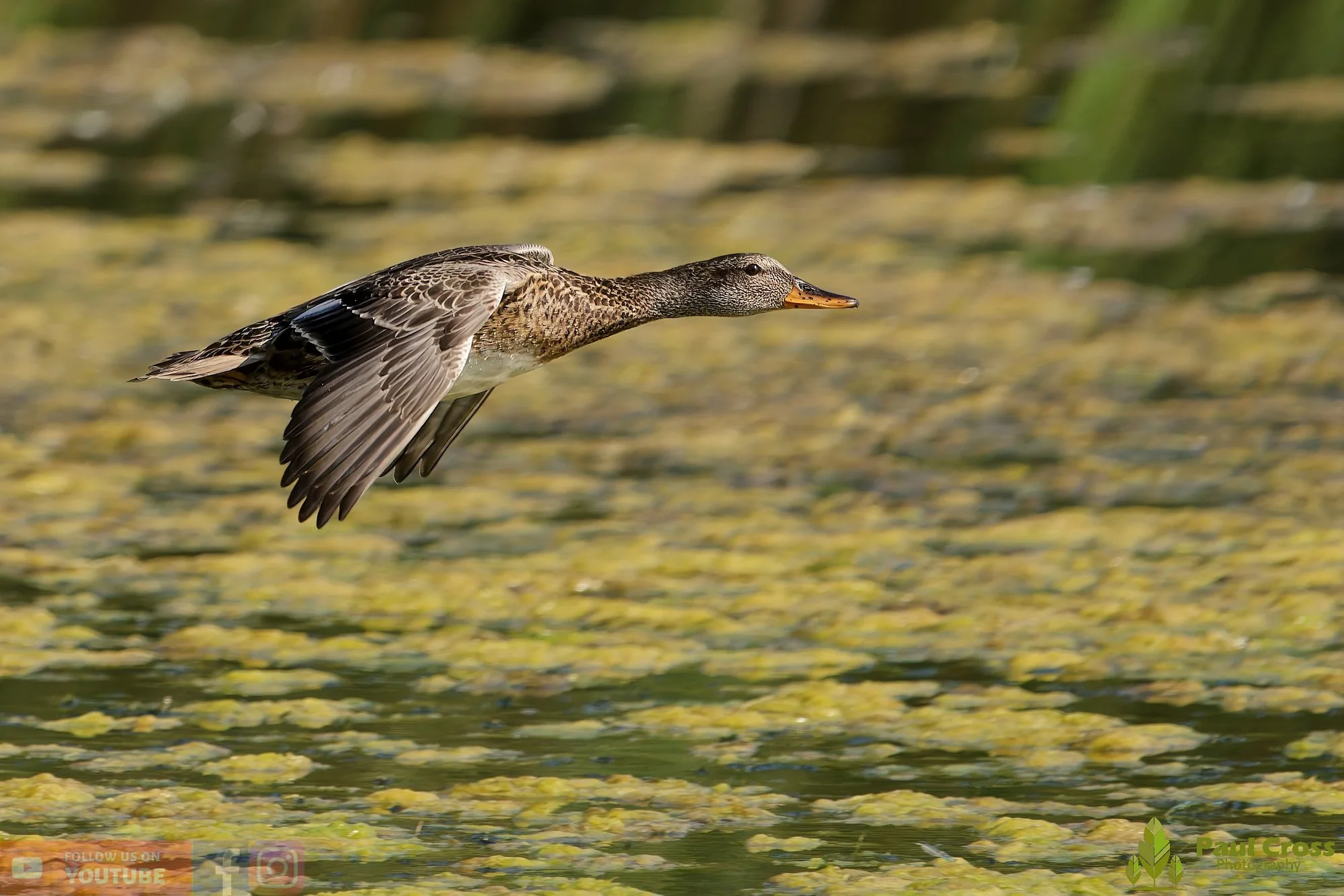 Gadwall-00241.jpg