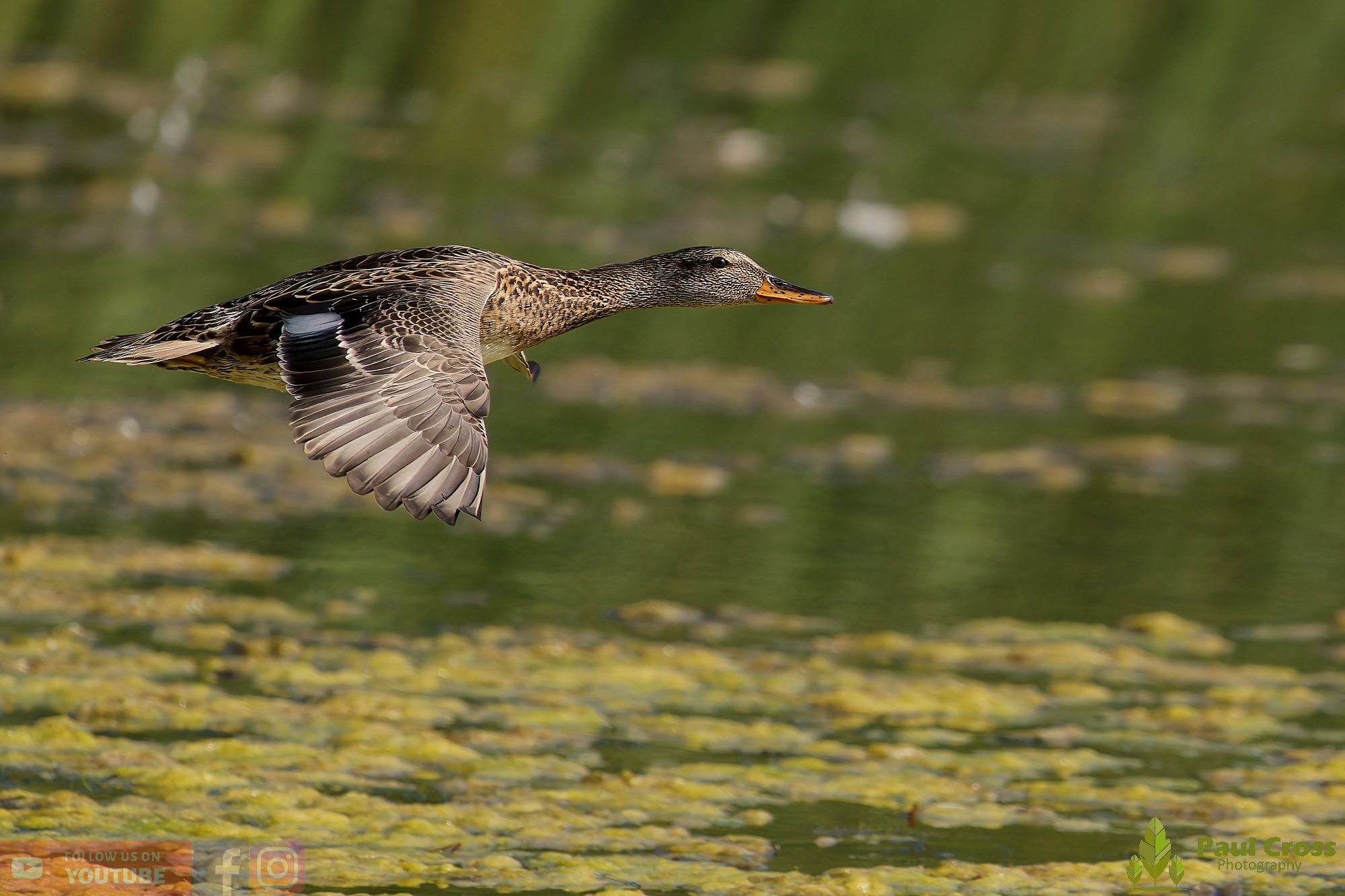 Gadwall-00243.jpg