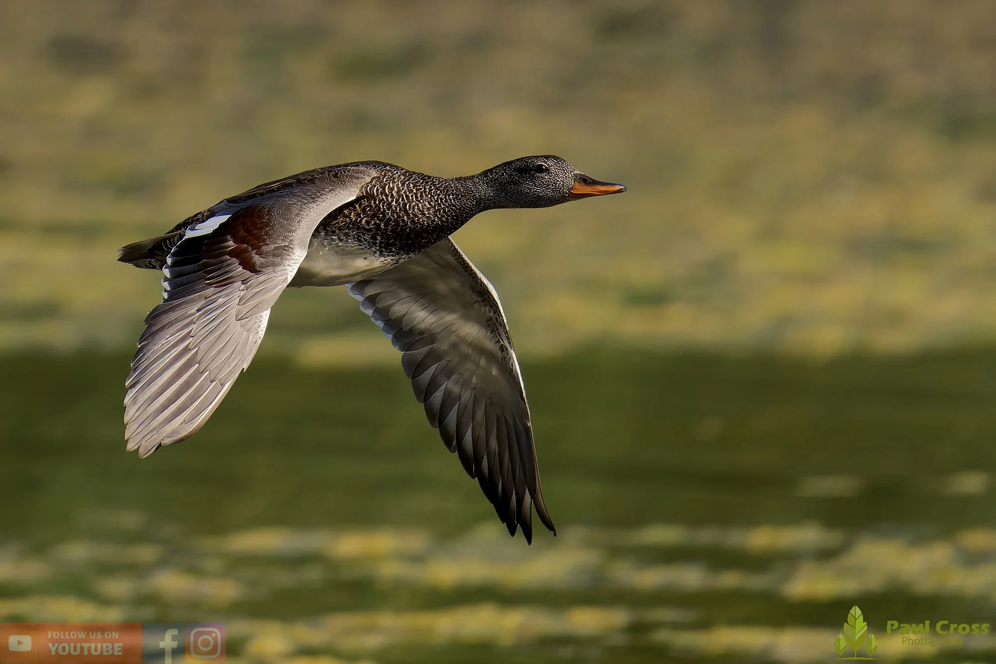 Gadwall-00244.jpg