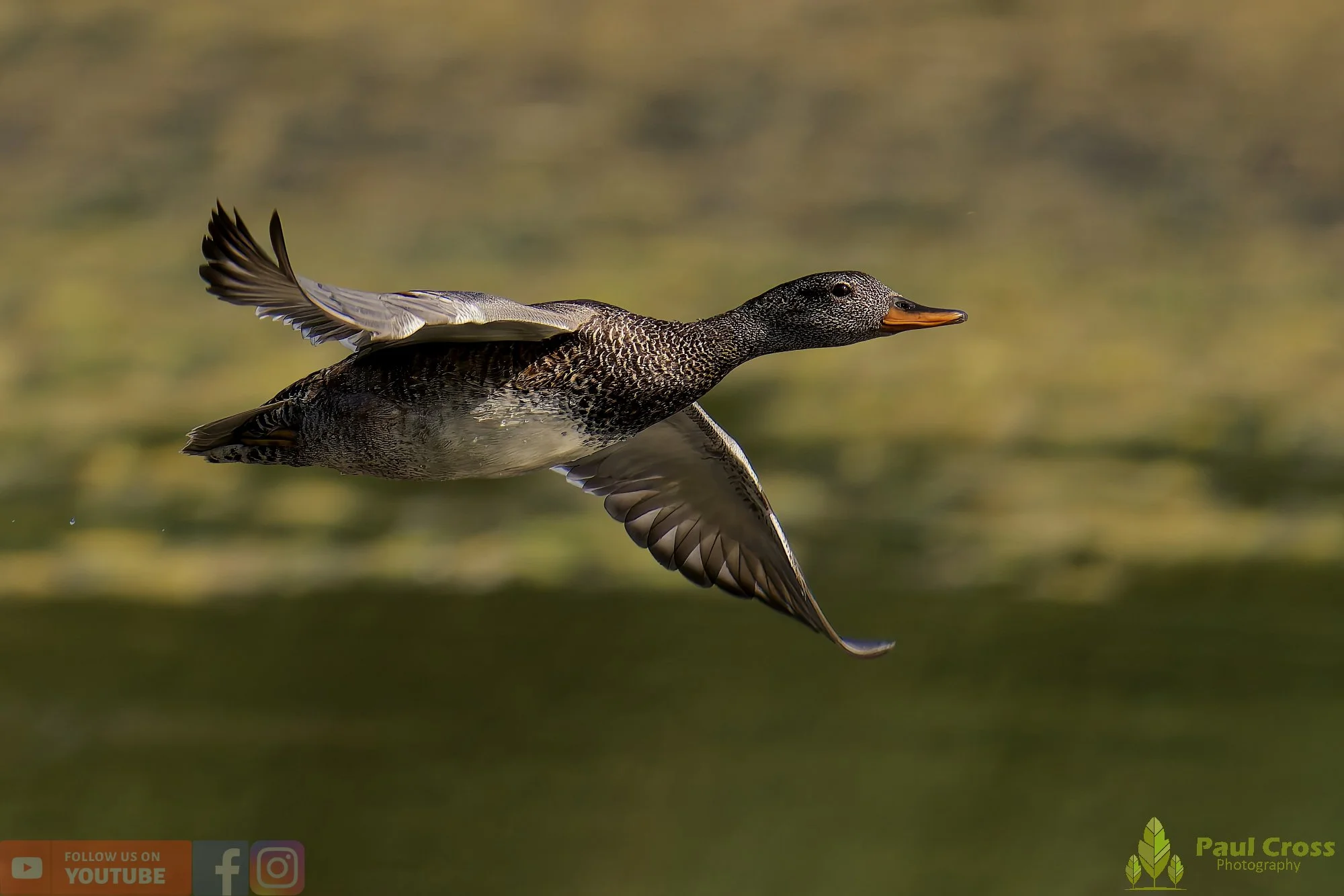 Gadwall-00245.jpg