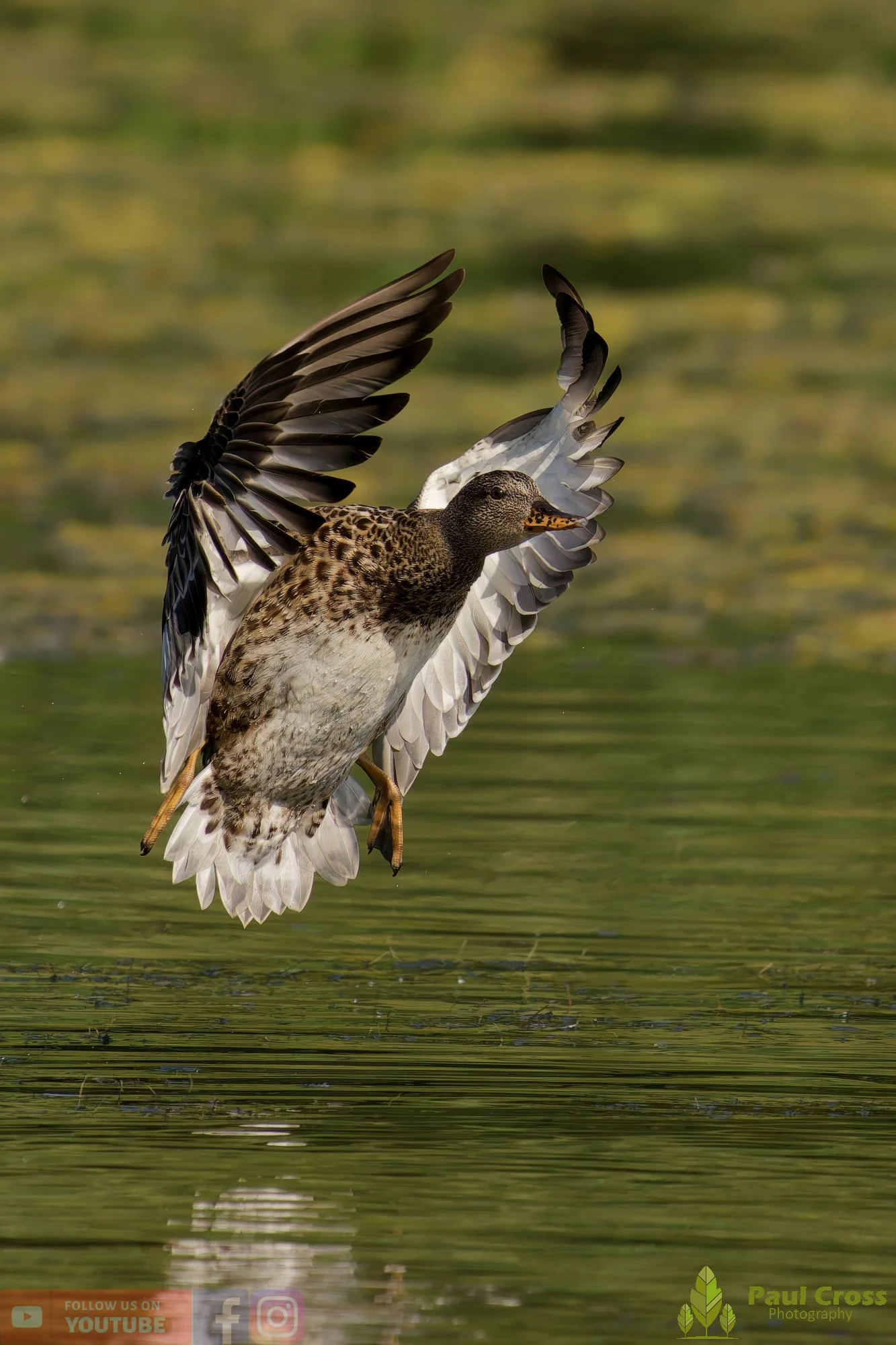 Gadwall-00247.jpg