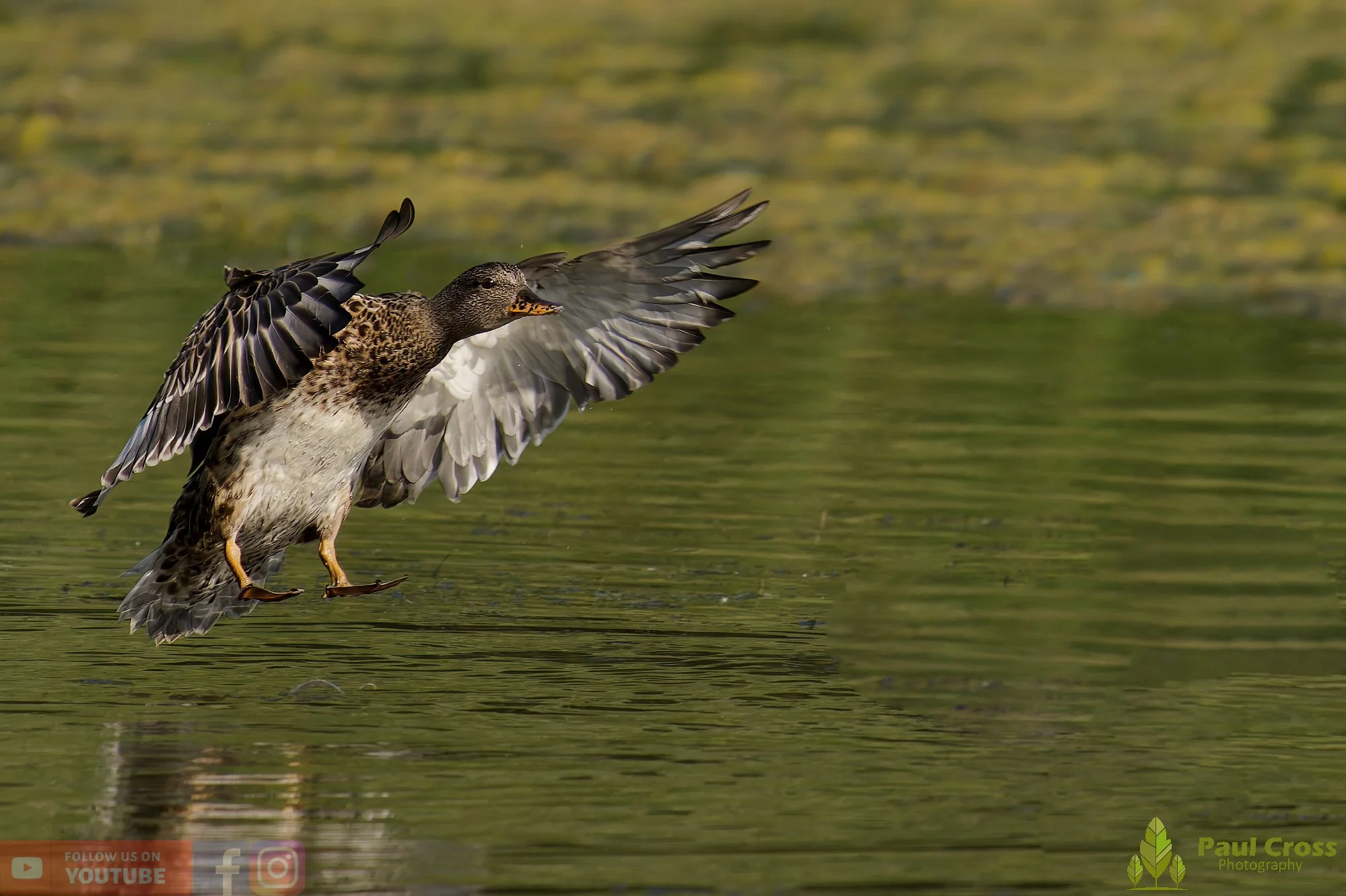 Gadwall-00249.jpg