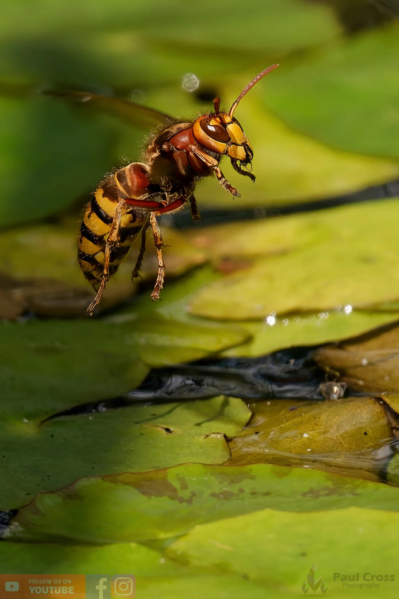 Hornet - Vespa Crabro-00009.jpg