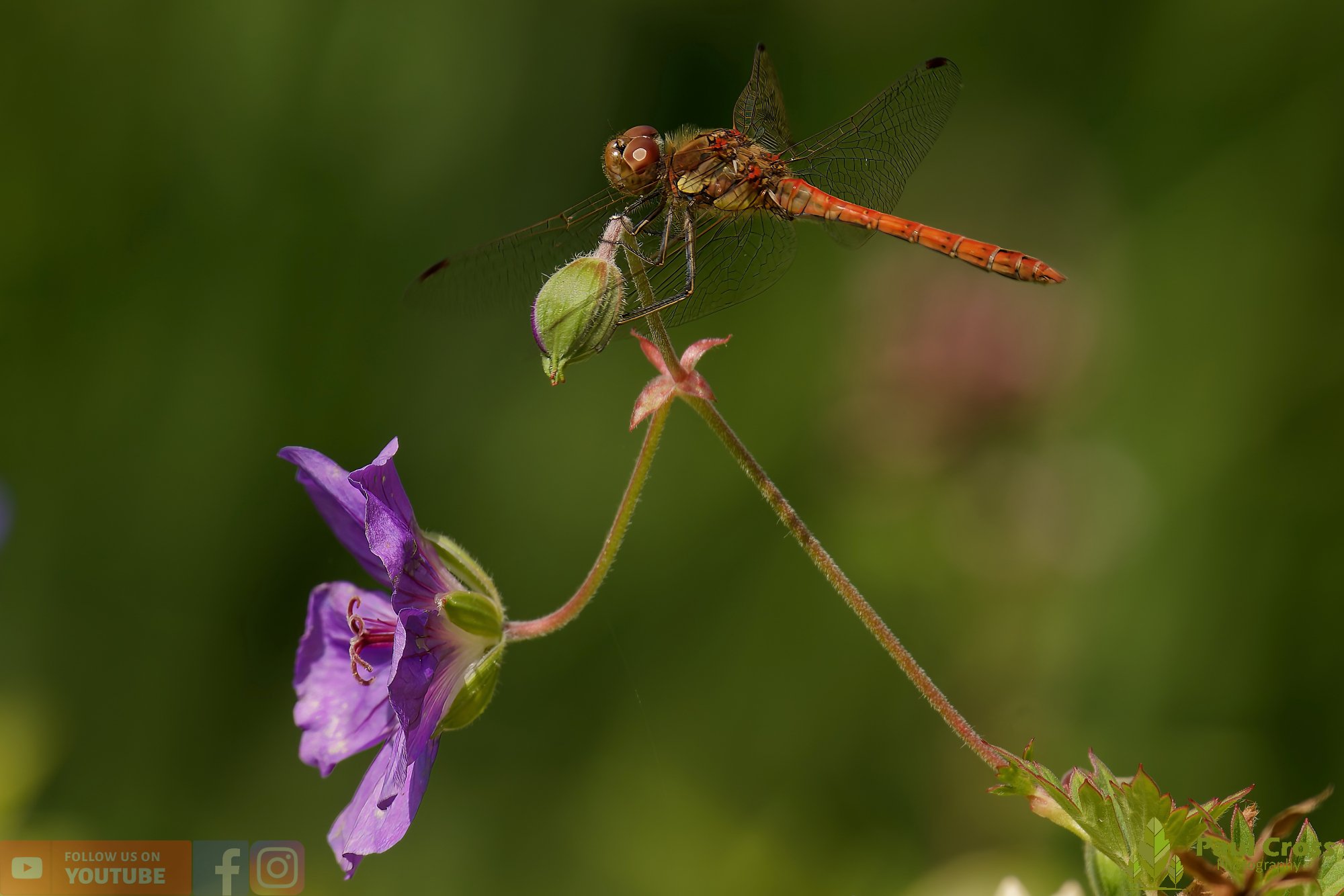 Common Darter-00056.jpg
