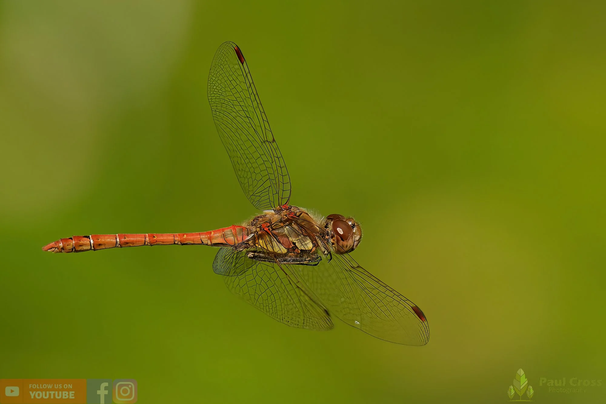 Common Darter-00057.jpg