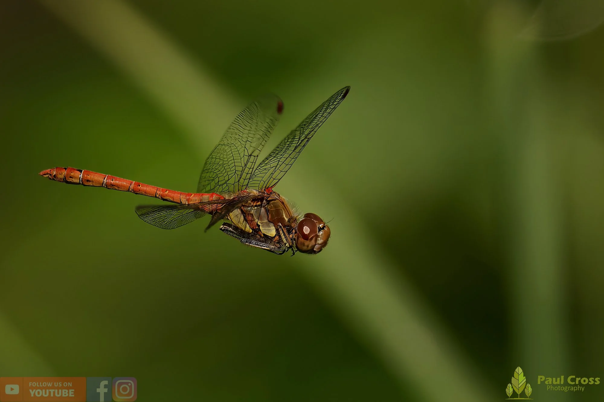 Common Darter-00059.jpg